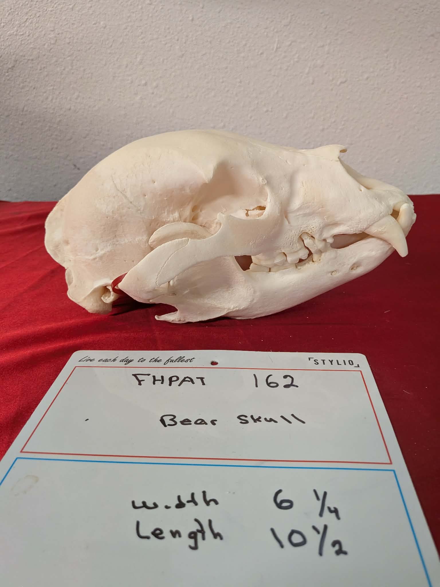 FHPAT162 -professionally cleaned black bear skull