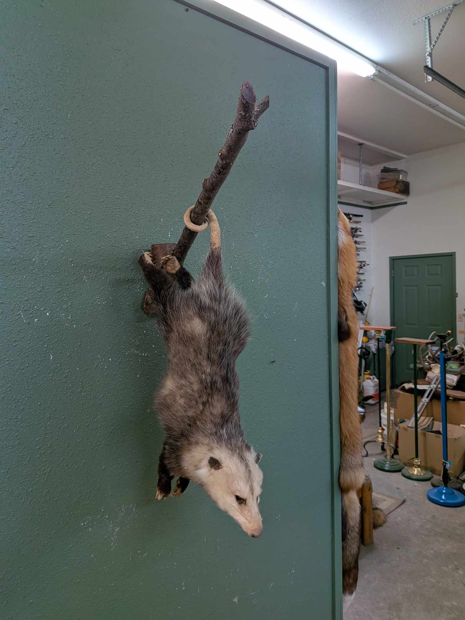 FHPATP133 - Hanging Possum taxidermy mount