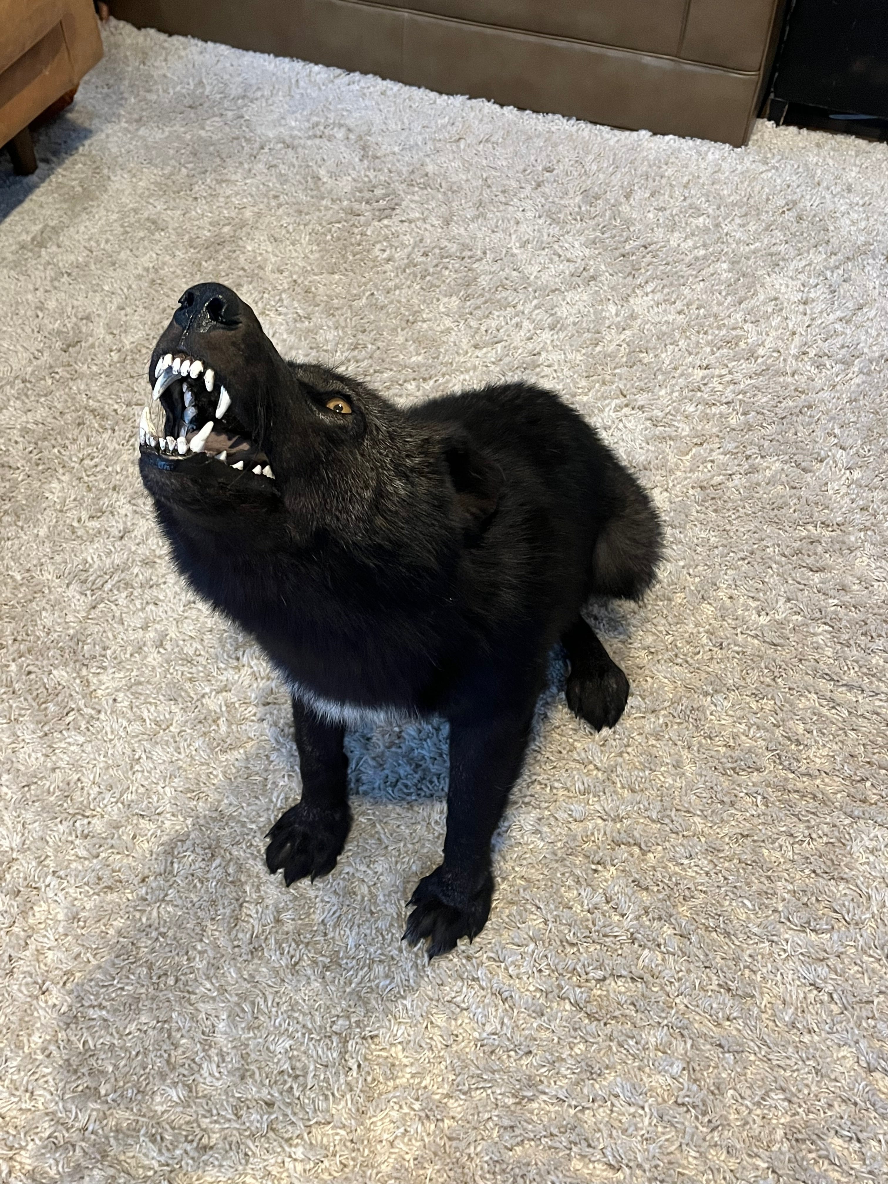 FHWL22- Rare Black Wolf Lifesize Taxidermy Mount