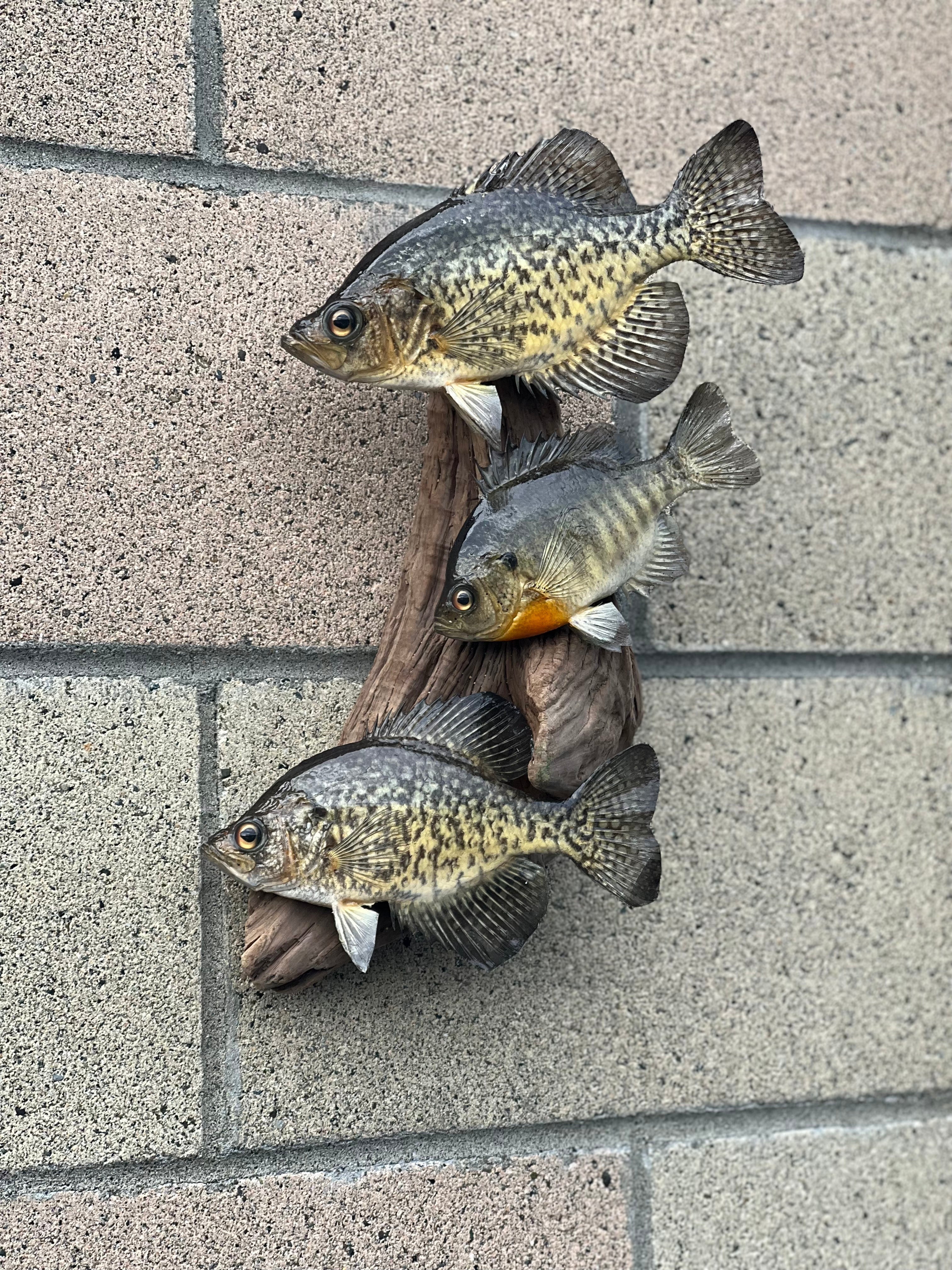 Beautiful Crappie Fish Taxidermy Wall Mount Wildlife Real Skin