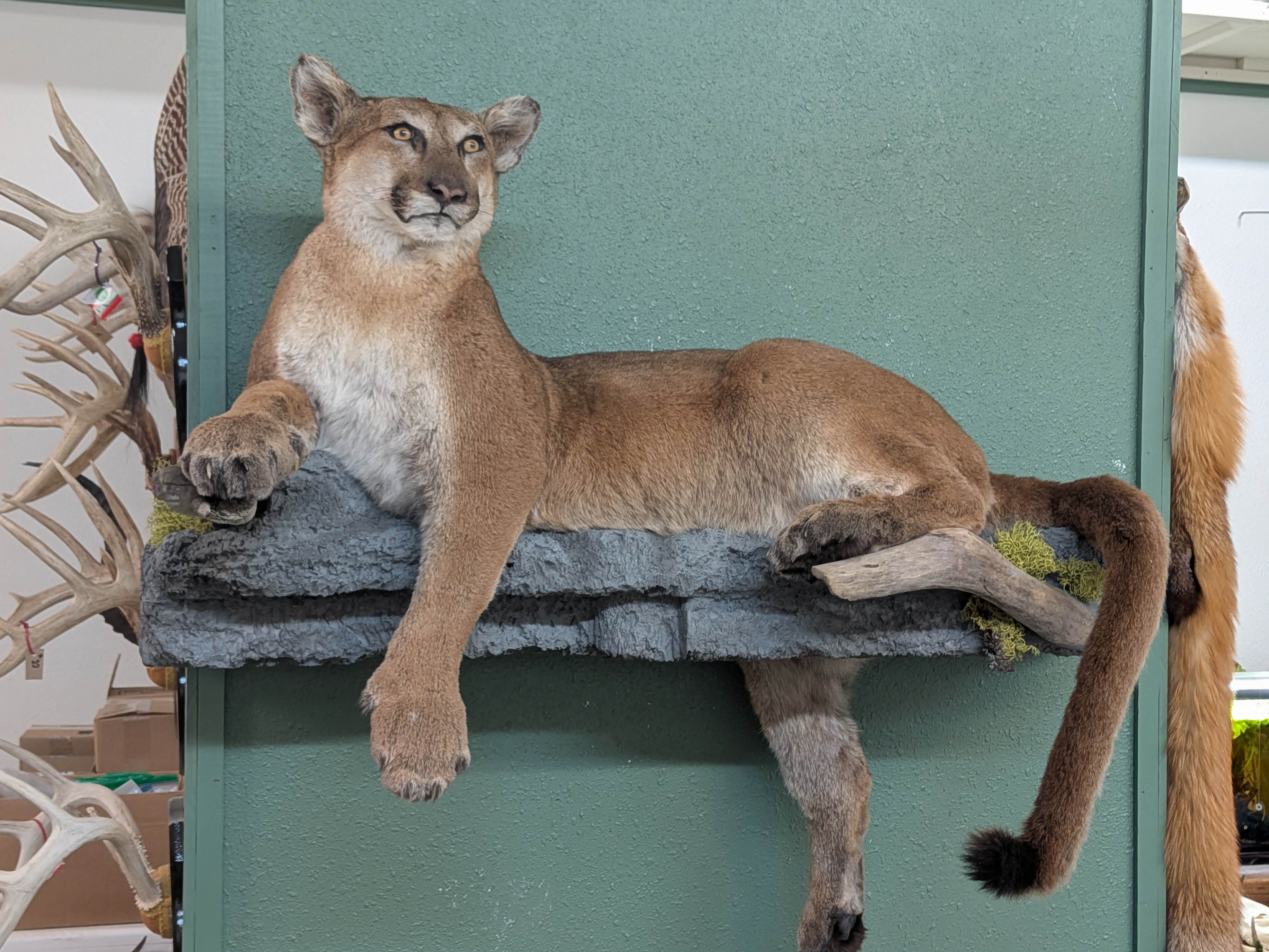 FHPAT3738- Cougar Lifesize Taxidermy Mount
