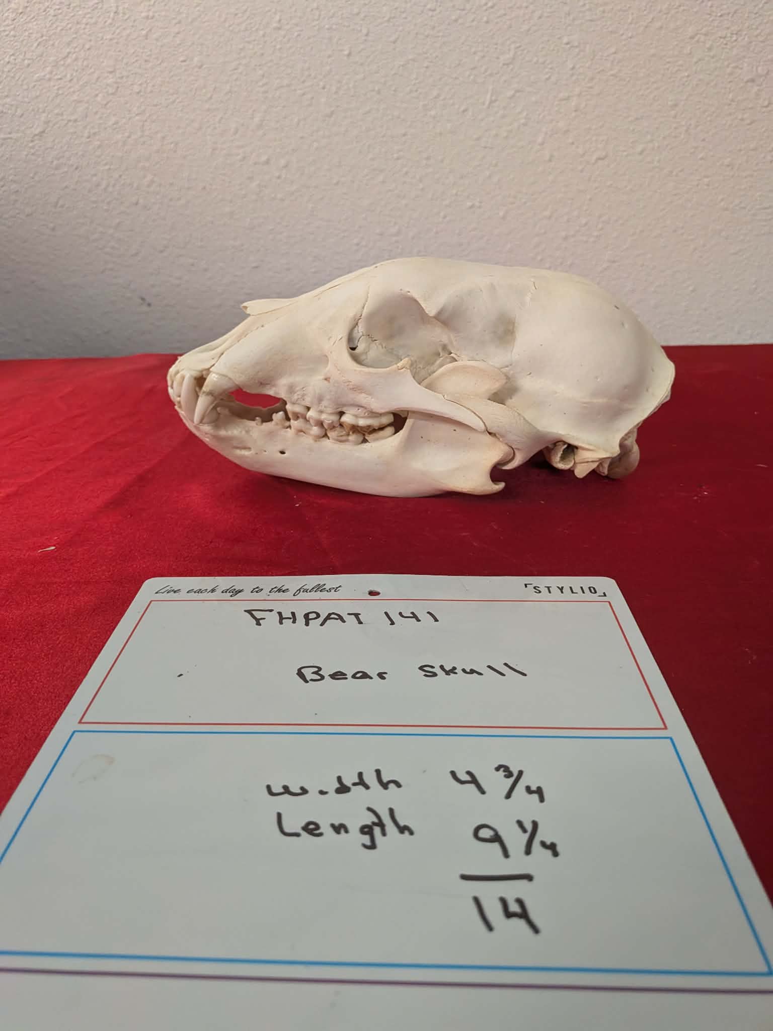 FHPAT141 -professionally cleaned black bear skull