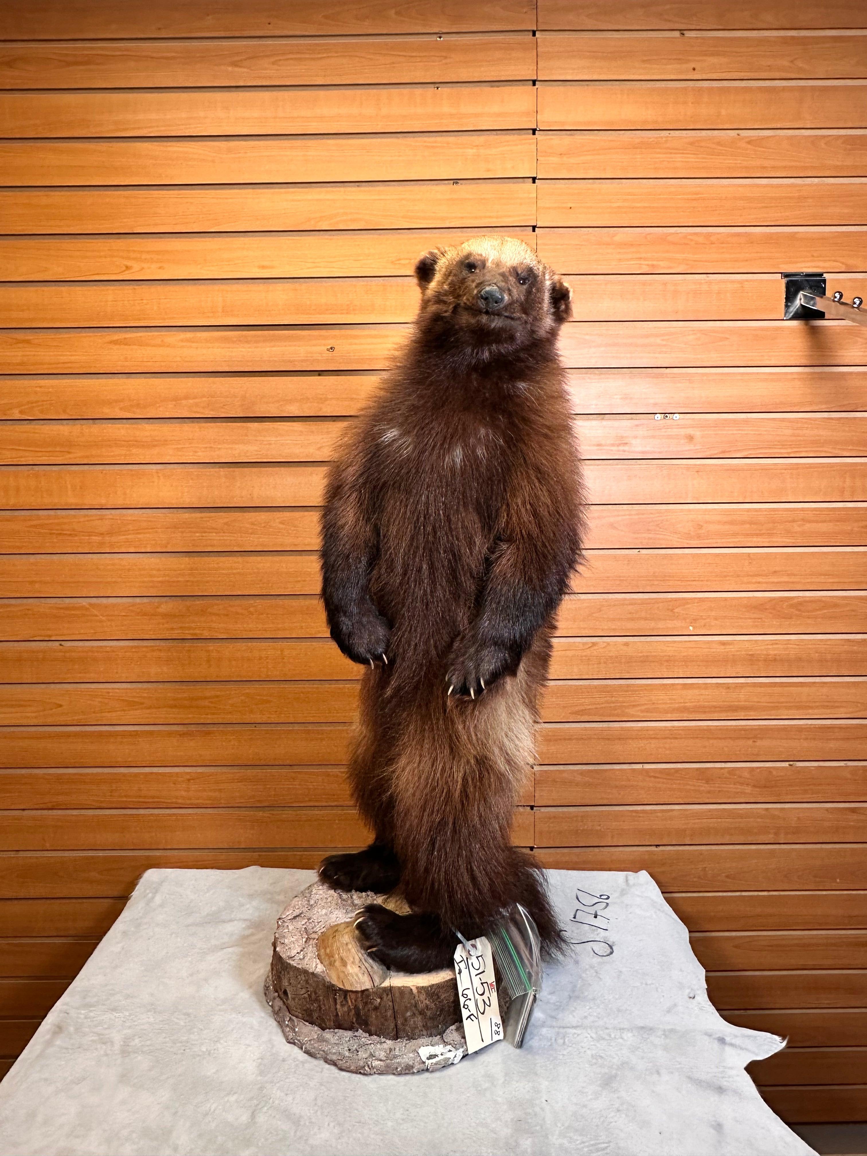 FHWOLV42-Beautiful Real Alaskan Wolverine Prime Fur Taxidermy Mount
