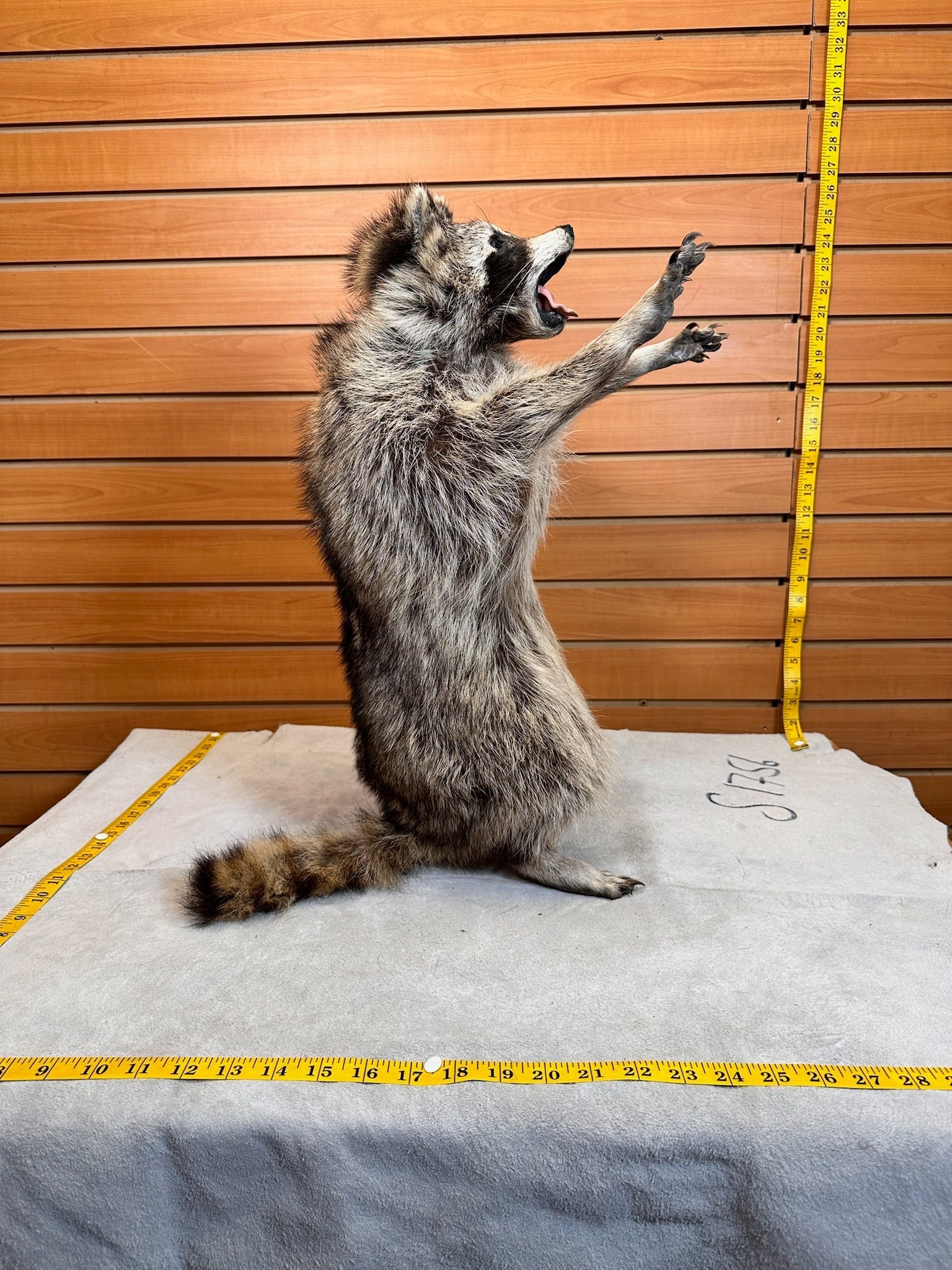 FHCOON9- raccoon taxidermy mount