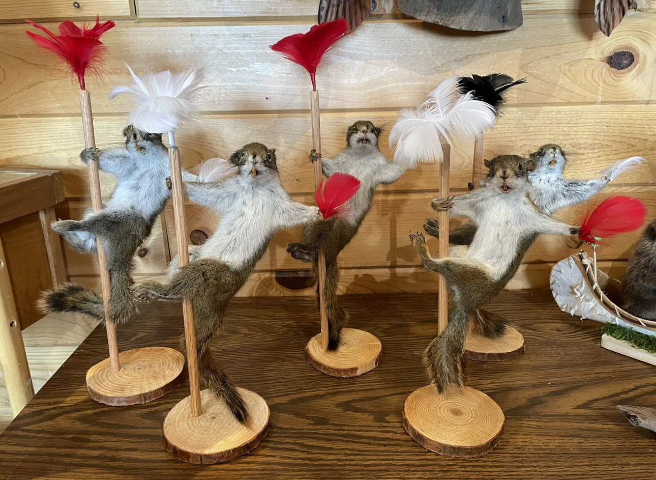 FHSQ818 - Beautiful Dancing  Red Squirrel Small Animal Taxidermy Mount Art Wildlife
