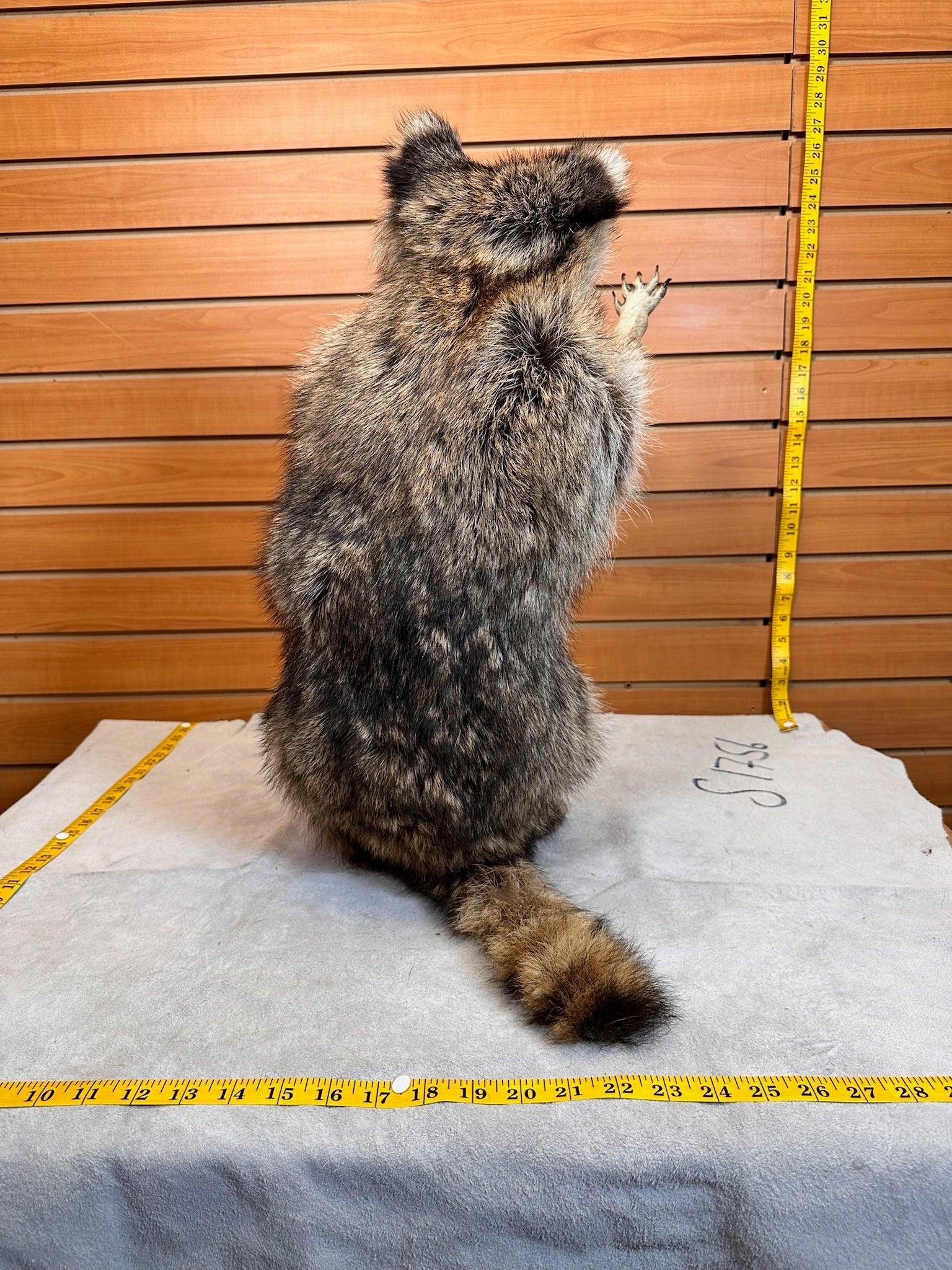 FHCOON9- raccoon taxidermy mount