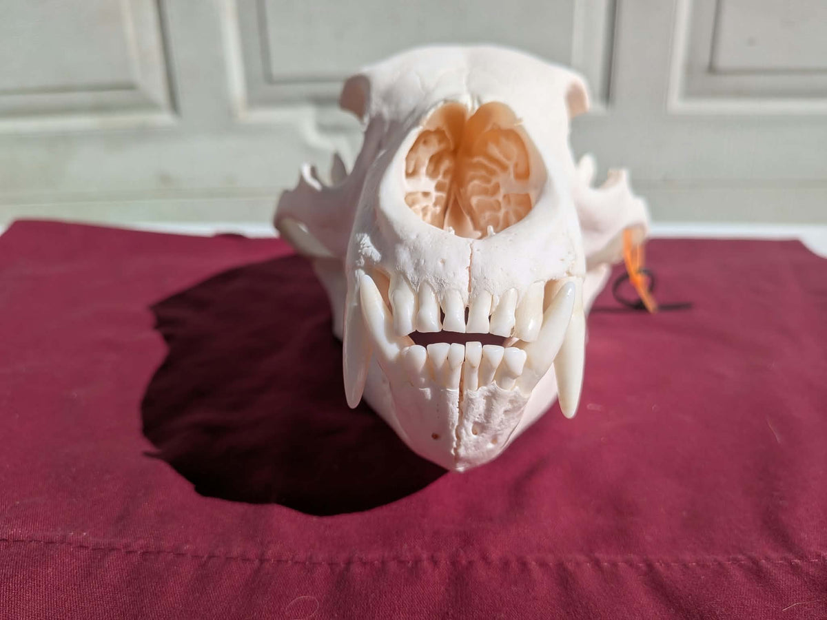 FHPAT237 -professionally cleaned black bear skull