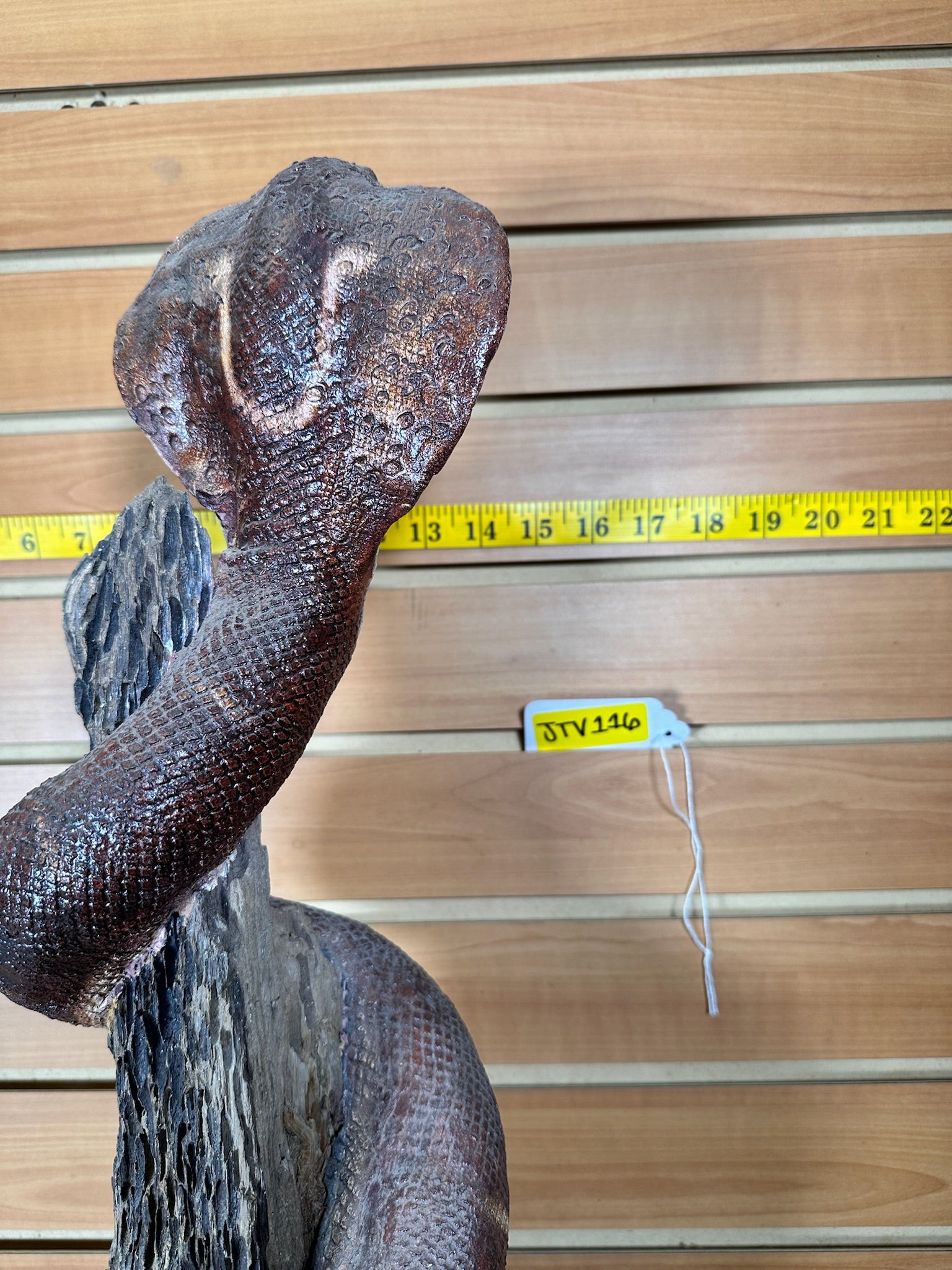 JTV479-Replica cobra snake taxidermy mount