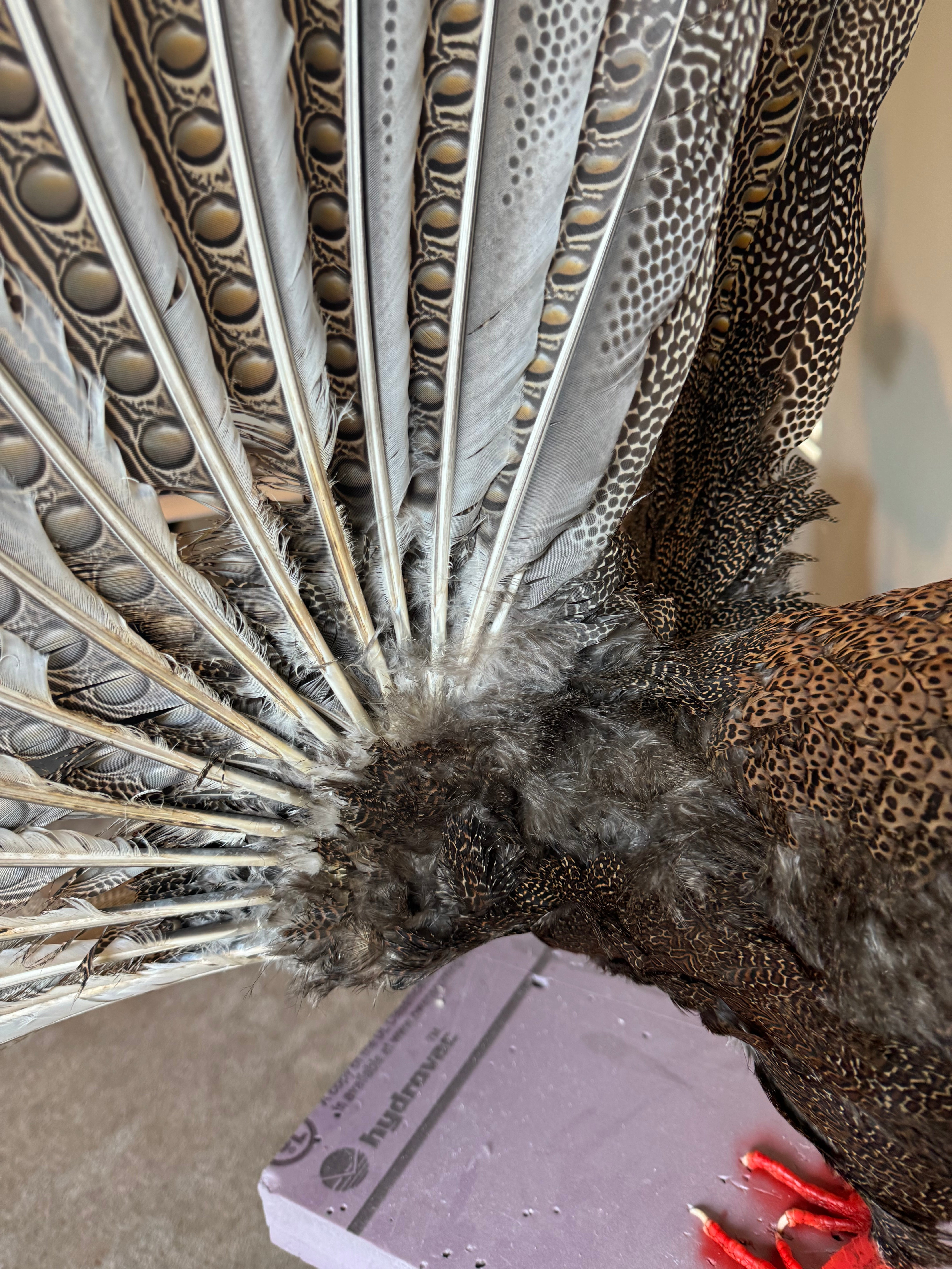 FHKY2 - Museum Quality Male Argus pheasant taxidermy mount