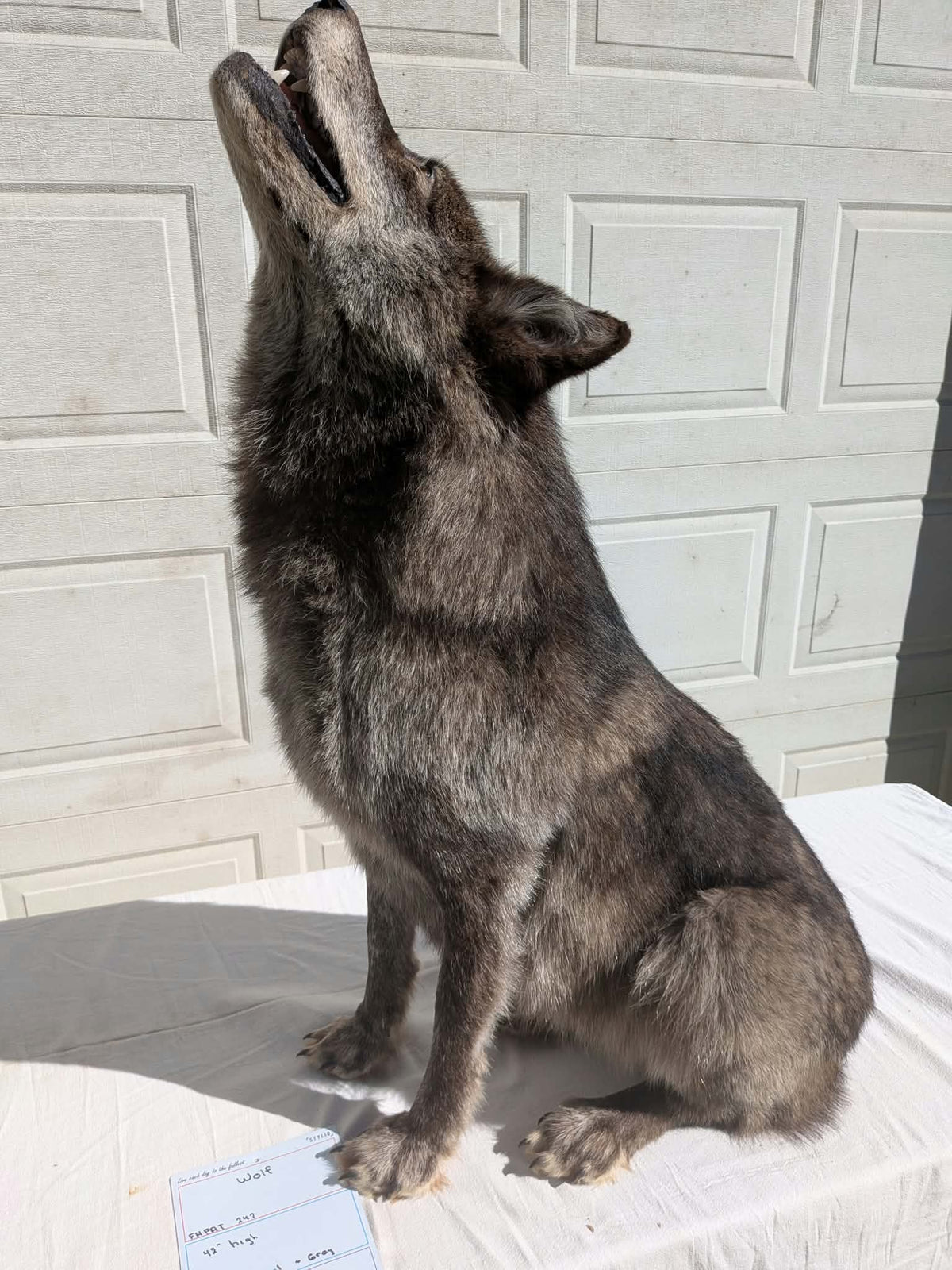 FHPAT247- Beautiful Alaskan Wolf Lifesize Taxidermy Mount