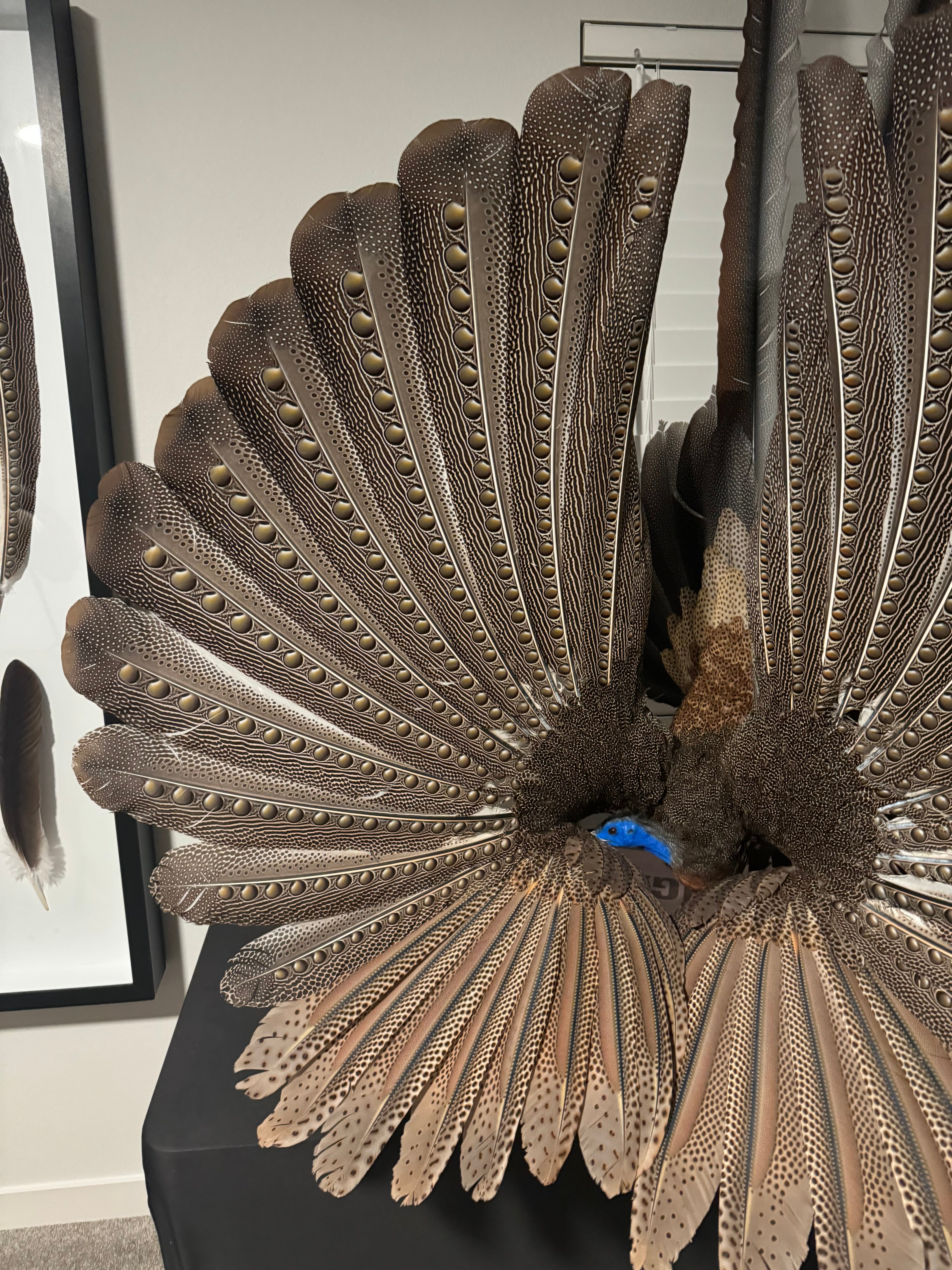 FHKY2 - Museum Quality Male Argus pheasant taxidermy mount