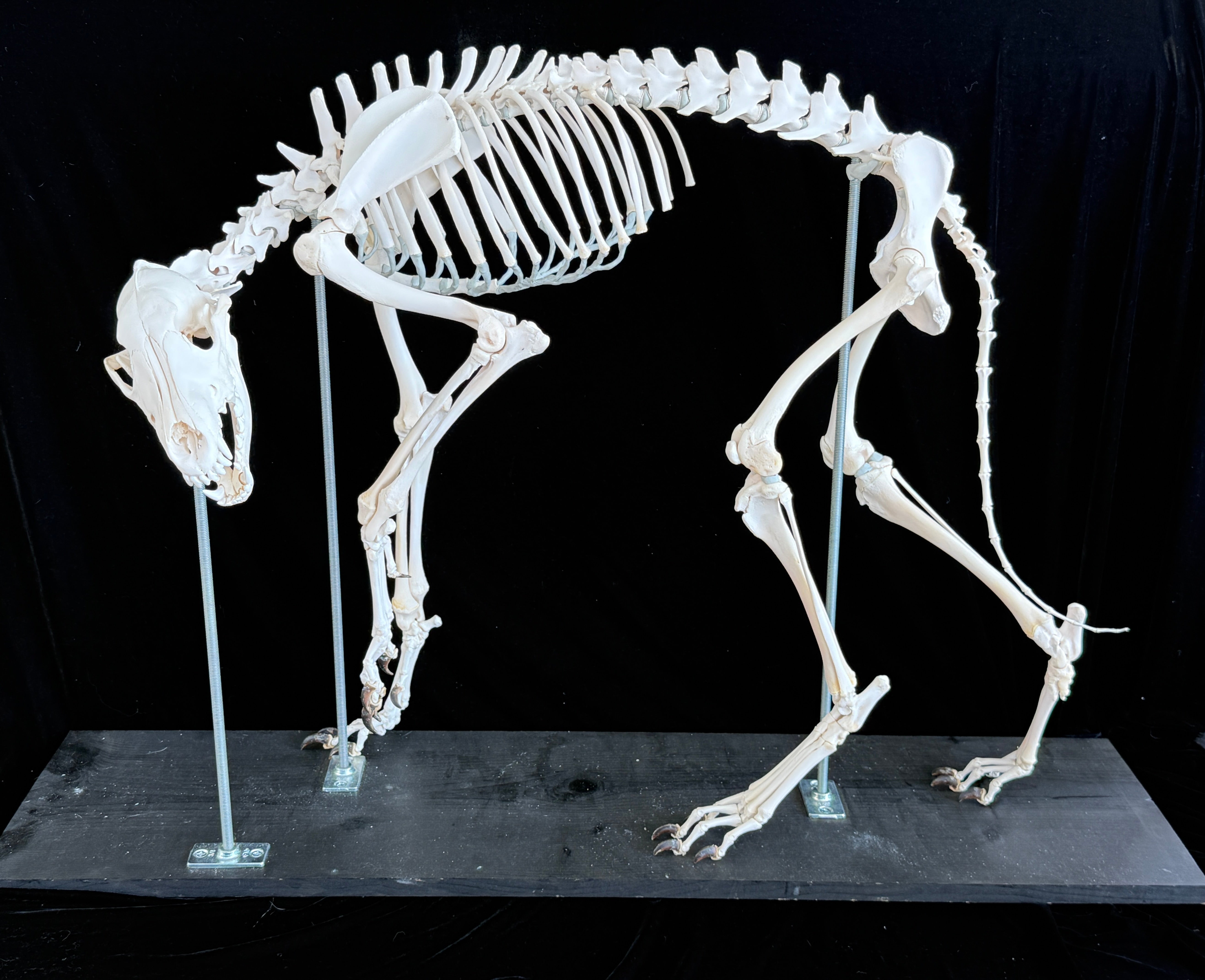 FHDA1 - Real Alaskan Wolf Articulated Skeleton taxidermy