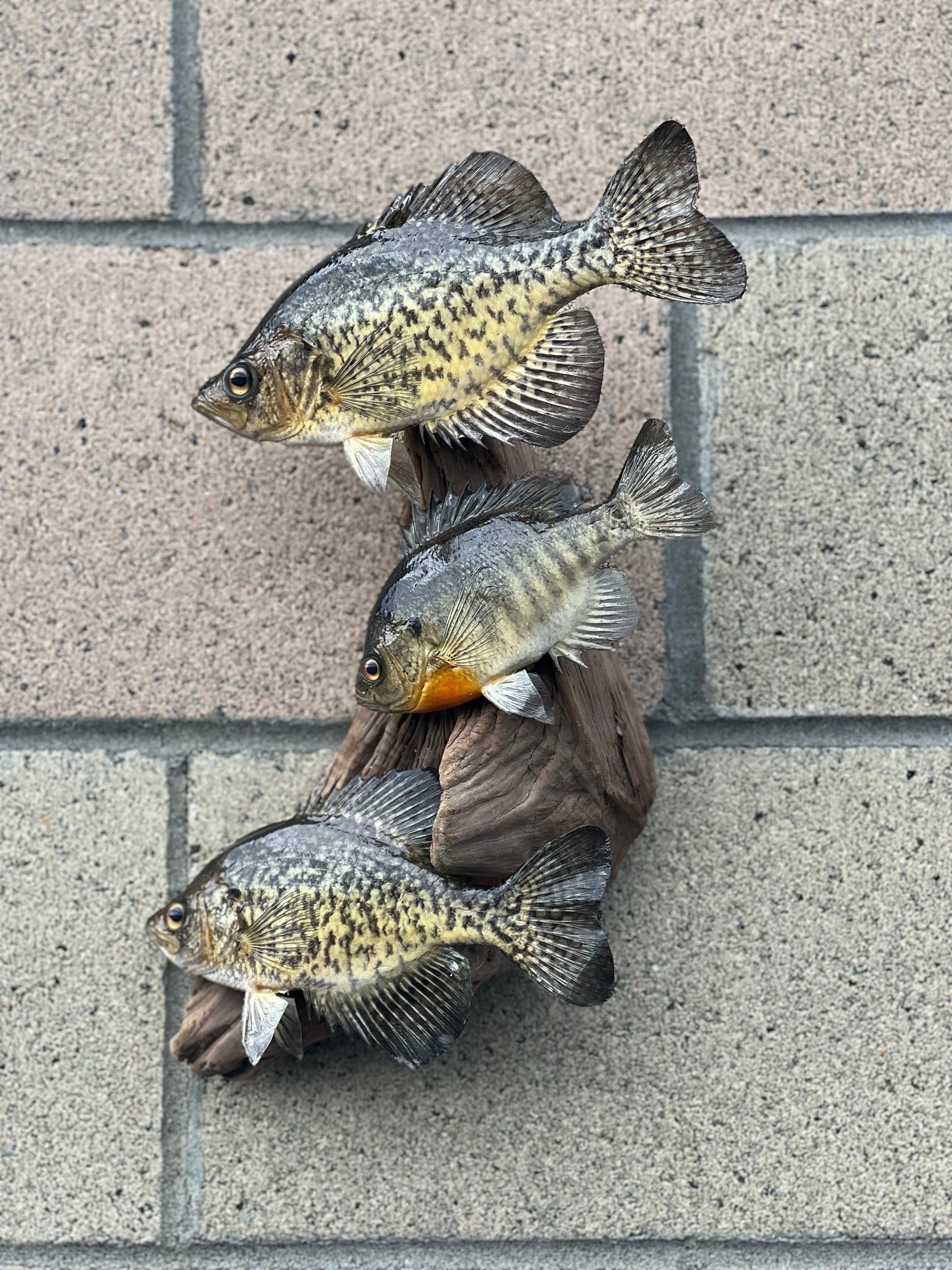 Beautiful Crappie Fish Taxidermy Wall Mount Wildlife Real Skin