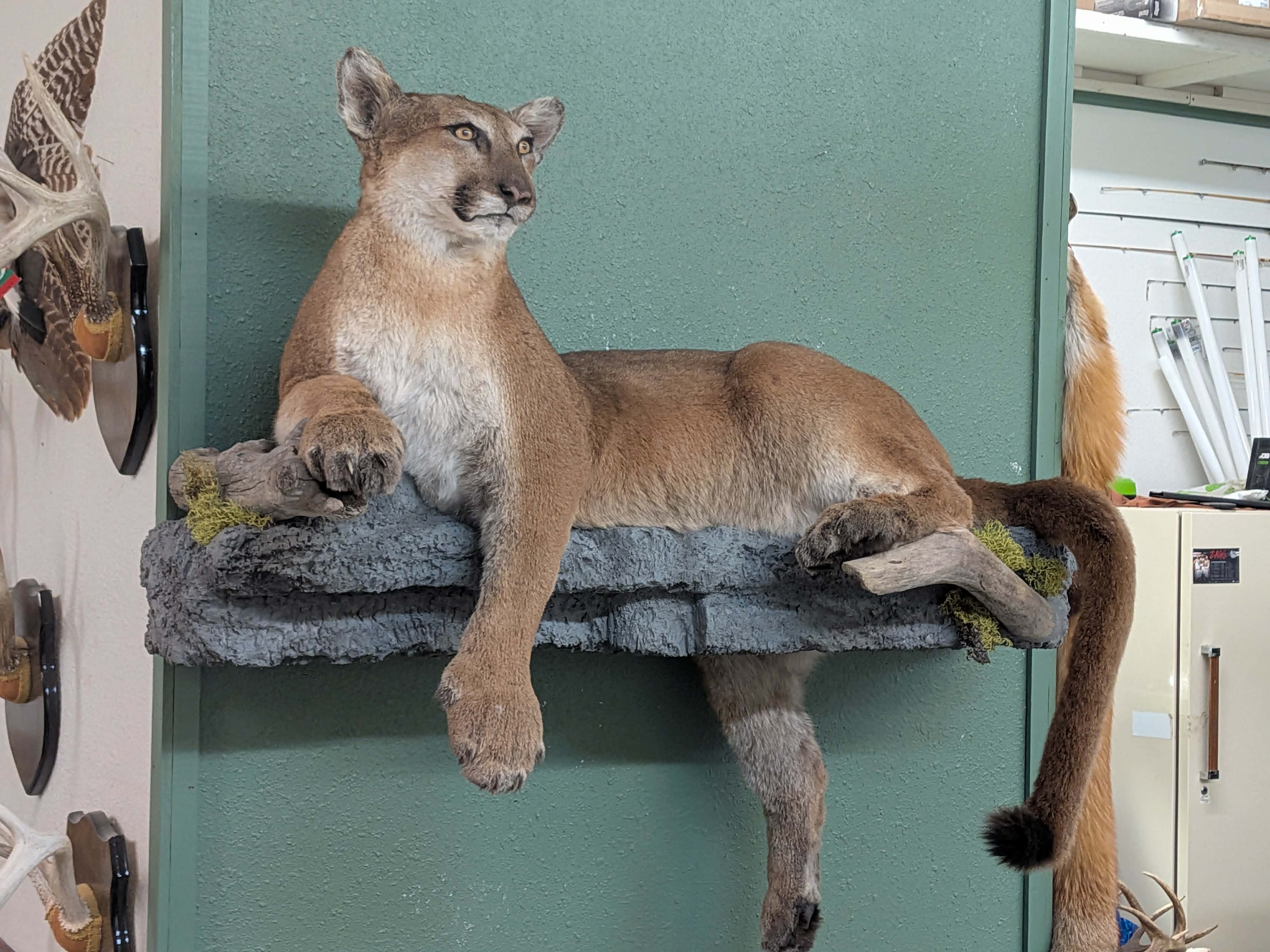 FHPAT3738- Cougar Lifesize Taxidermy Mount