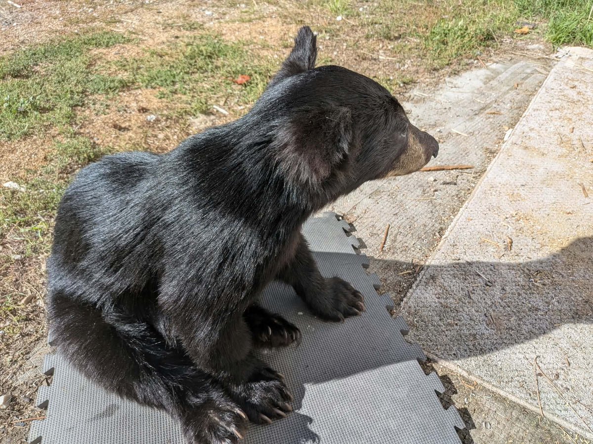 FHPAT235 -Baby Black Bear Cub Full Body taxidermy mount