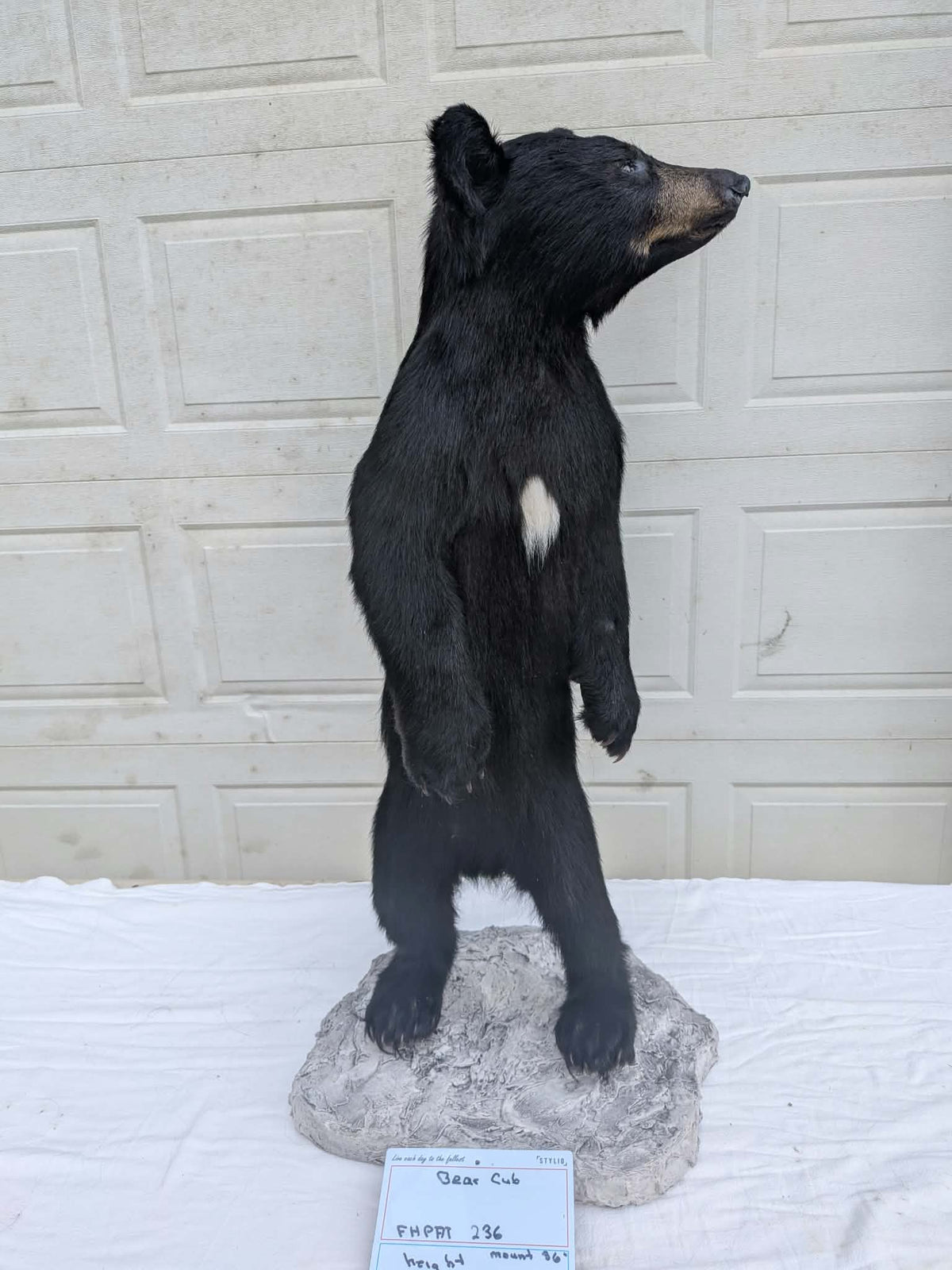 FHPAT236 - Extremely cute baby bear taxidermy tiny imount (Copy)