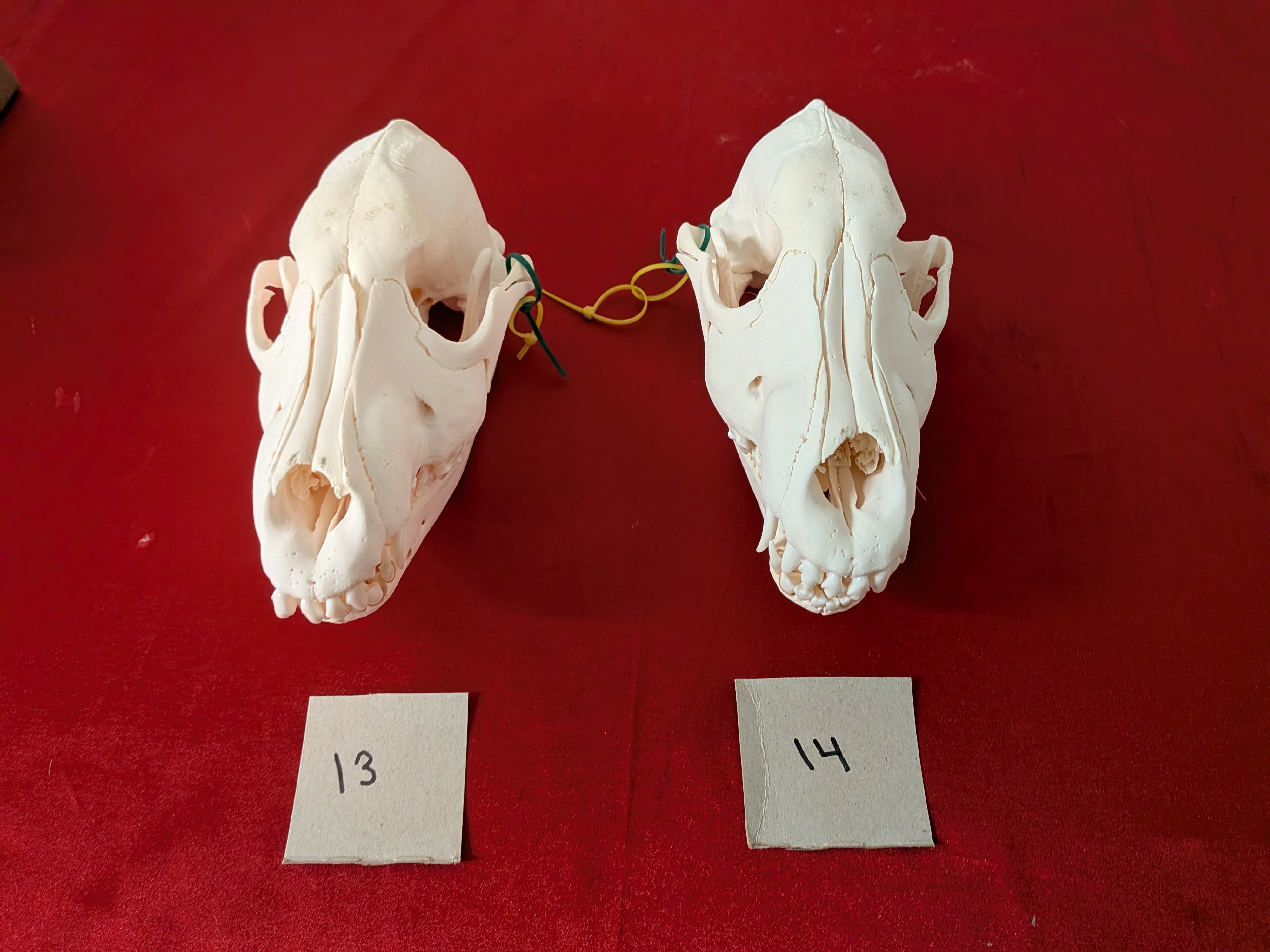 FHSUZW13 - Wolf Pup Skull Perfect Teeth