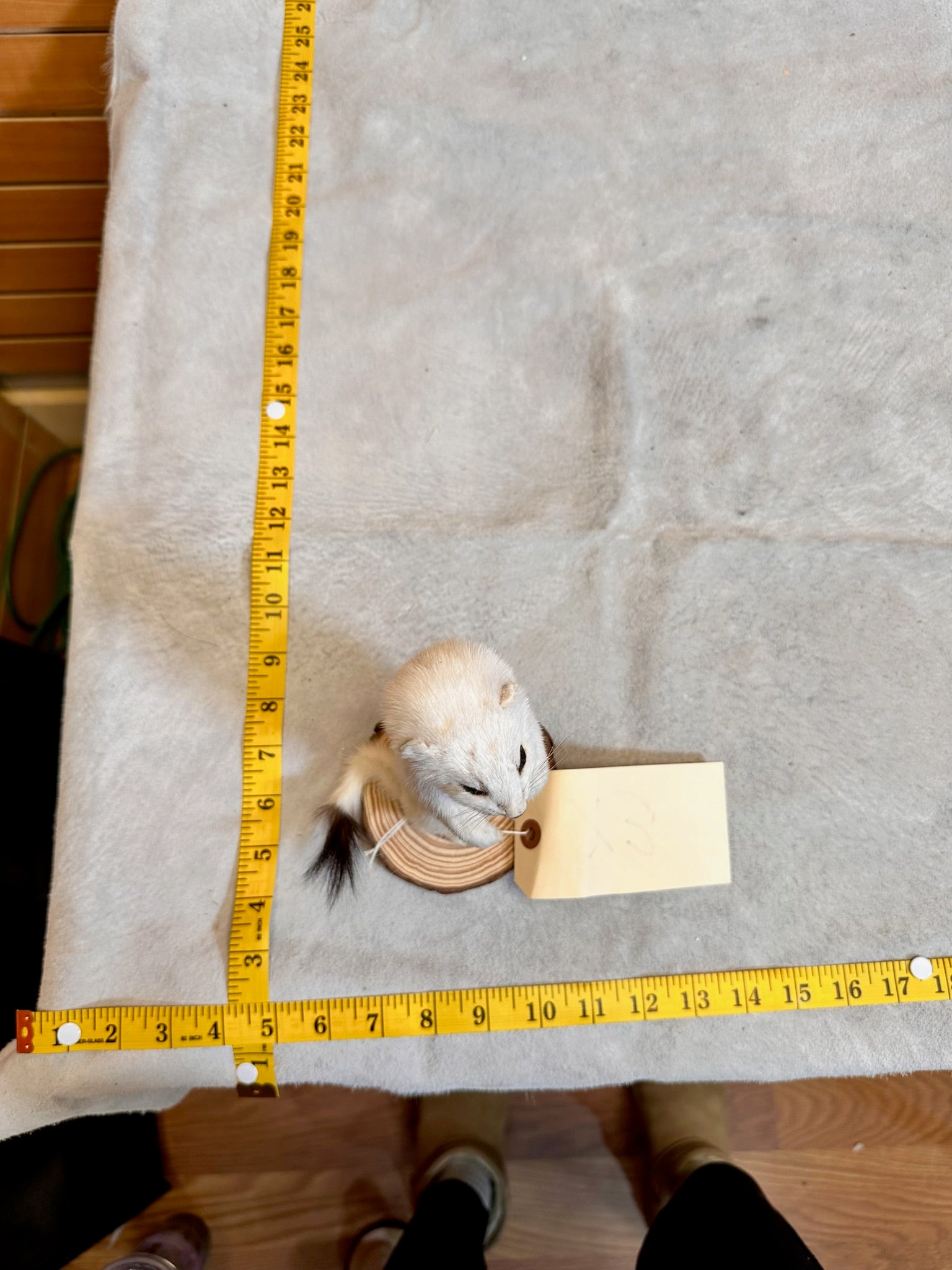 FHWEAS18 - Beautiful Adorable Weasel Ermine Small Animal Taxidermy