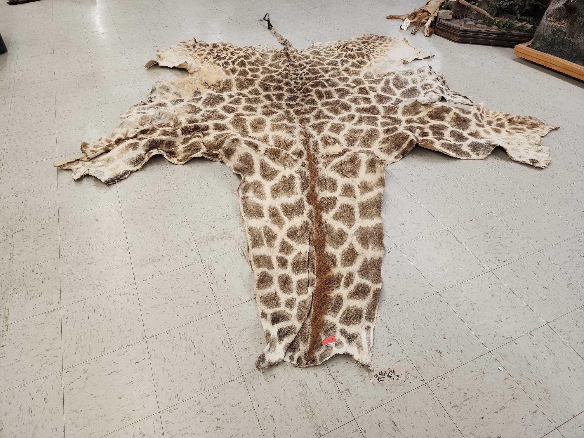 FHGIRAF1- Big Giraffe Tanned Skin Taxidermy
