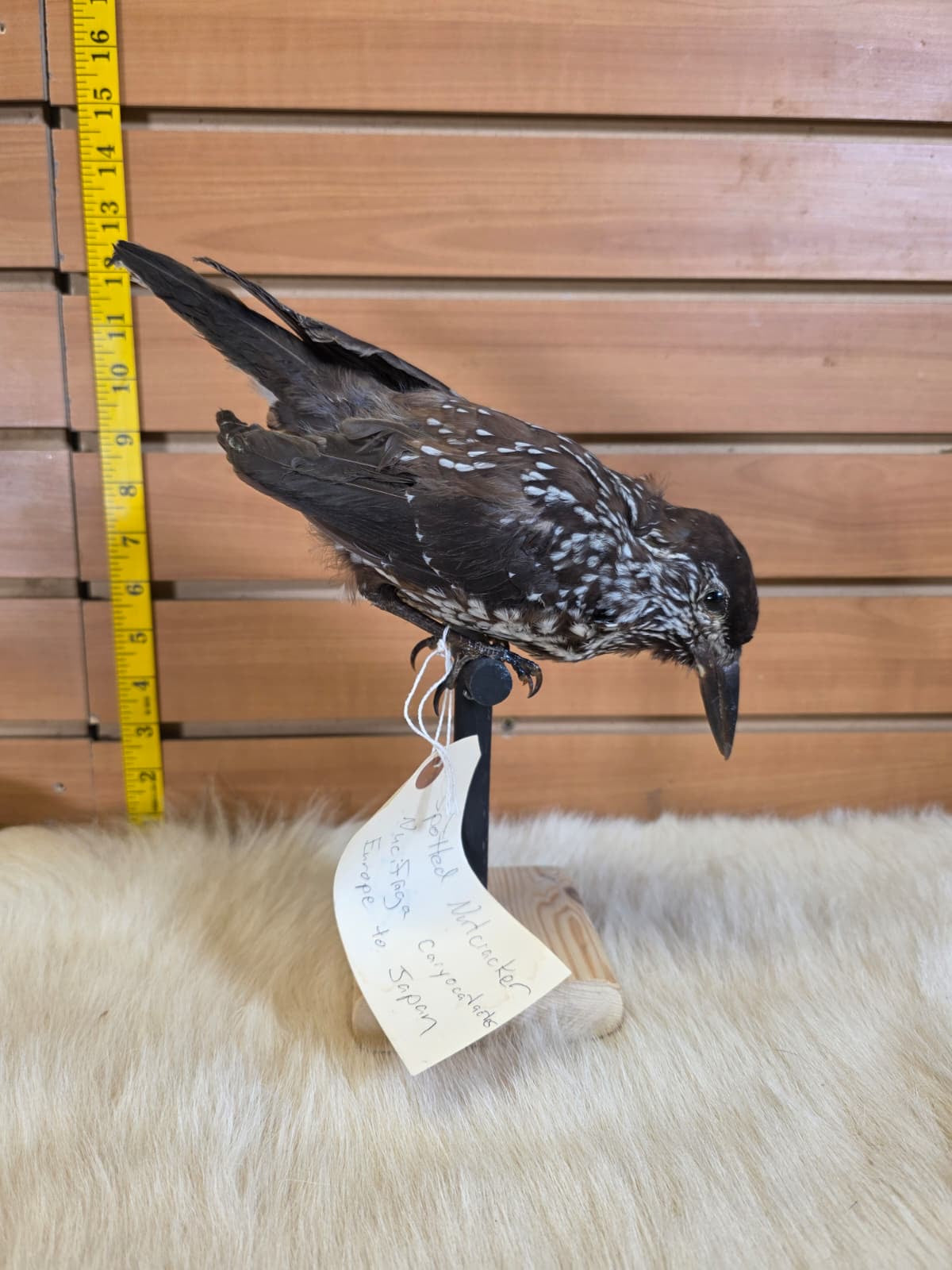 JF8 - Spotted Nuthatch taxidermy bird mount