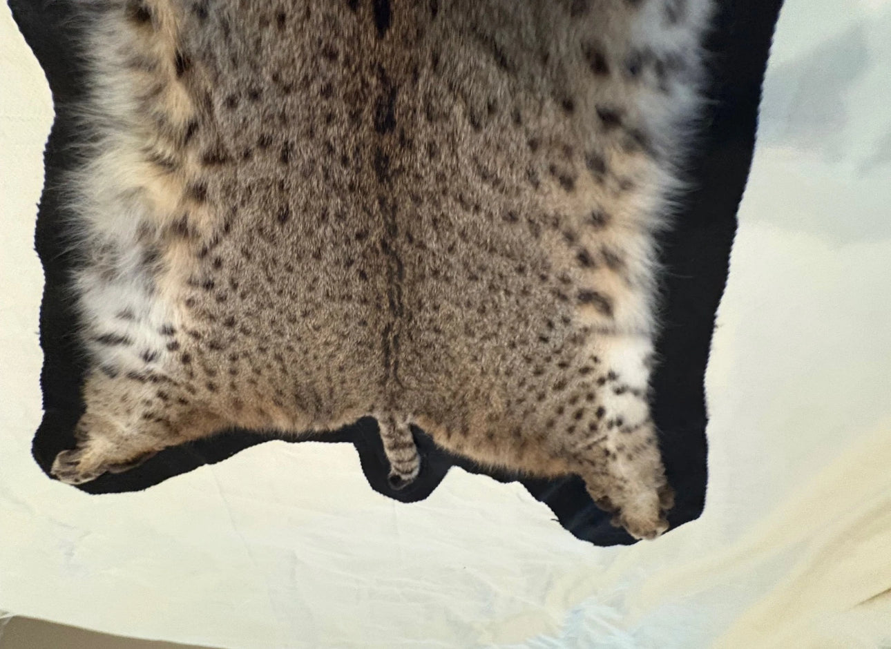 FH0710 - BOBCAT TAXIDERMY rug (Lynx rufus)