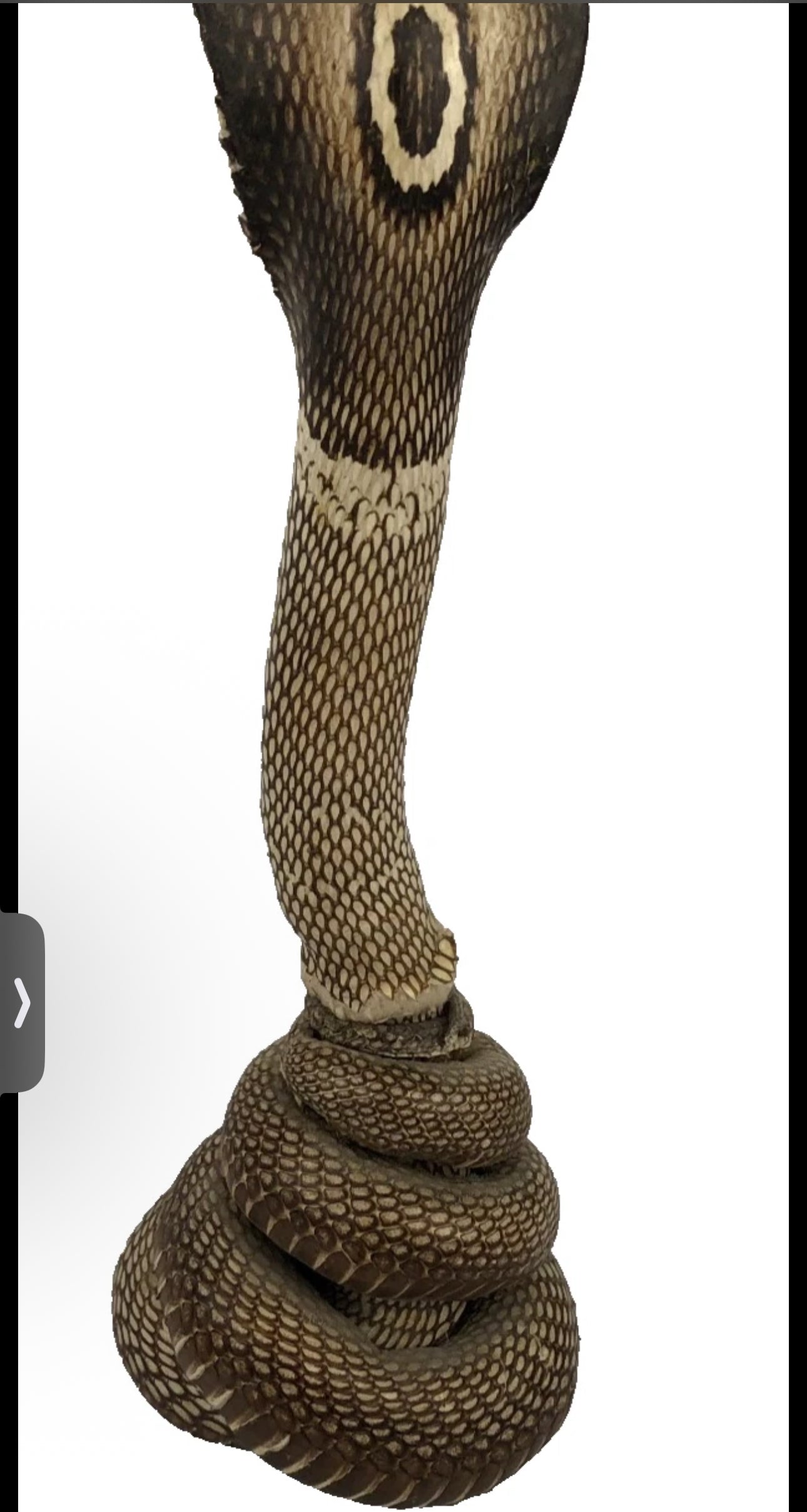 FHEB0814 - Cobra Snake Taxedermy  10.25" Tall Monocled