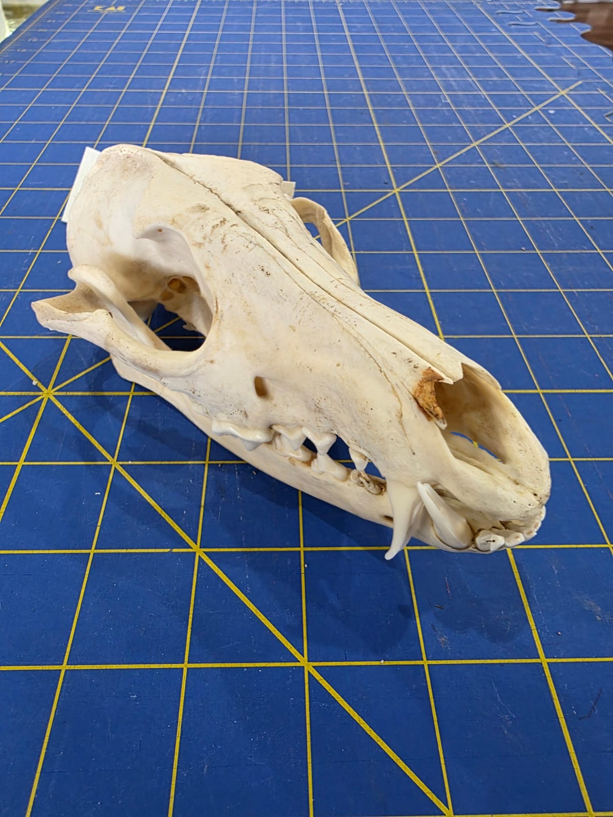 JVN1 - Side Striped Jackal skull