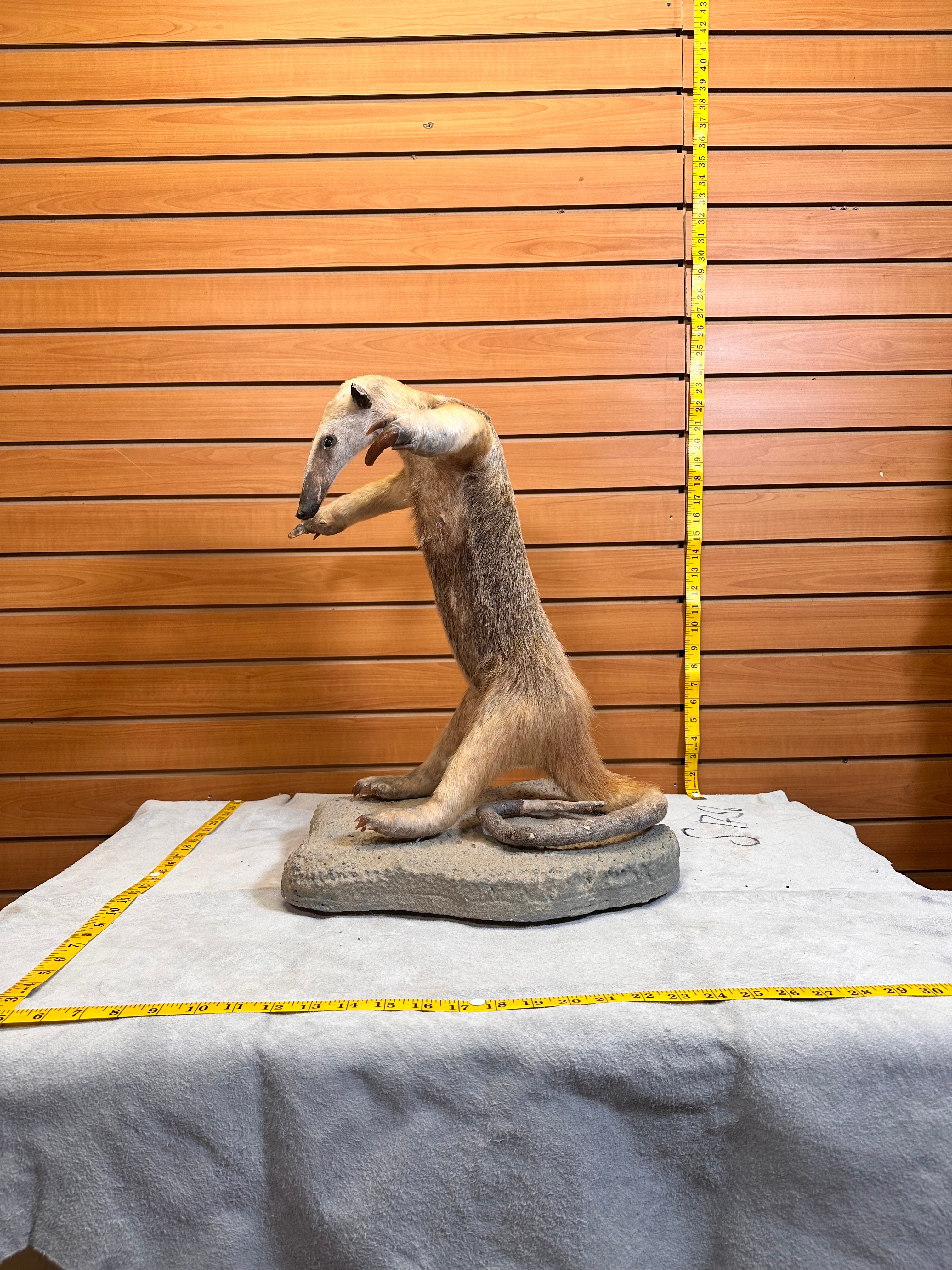 FHPAT7392-Tamandua / Ant Eater Full Body Mount Taxidermy