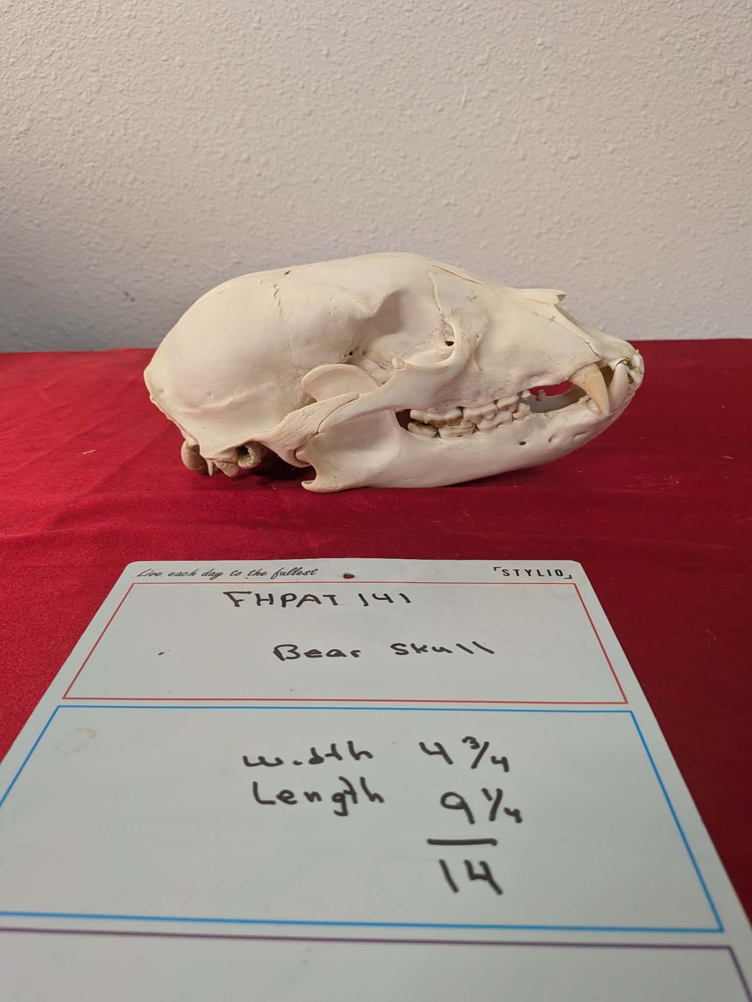FHPAT141 -professionally cleaned black bear skull