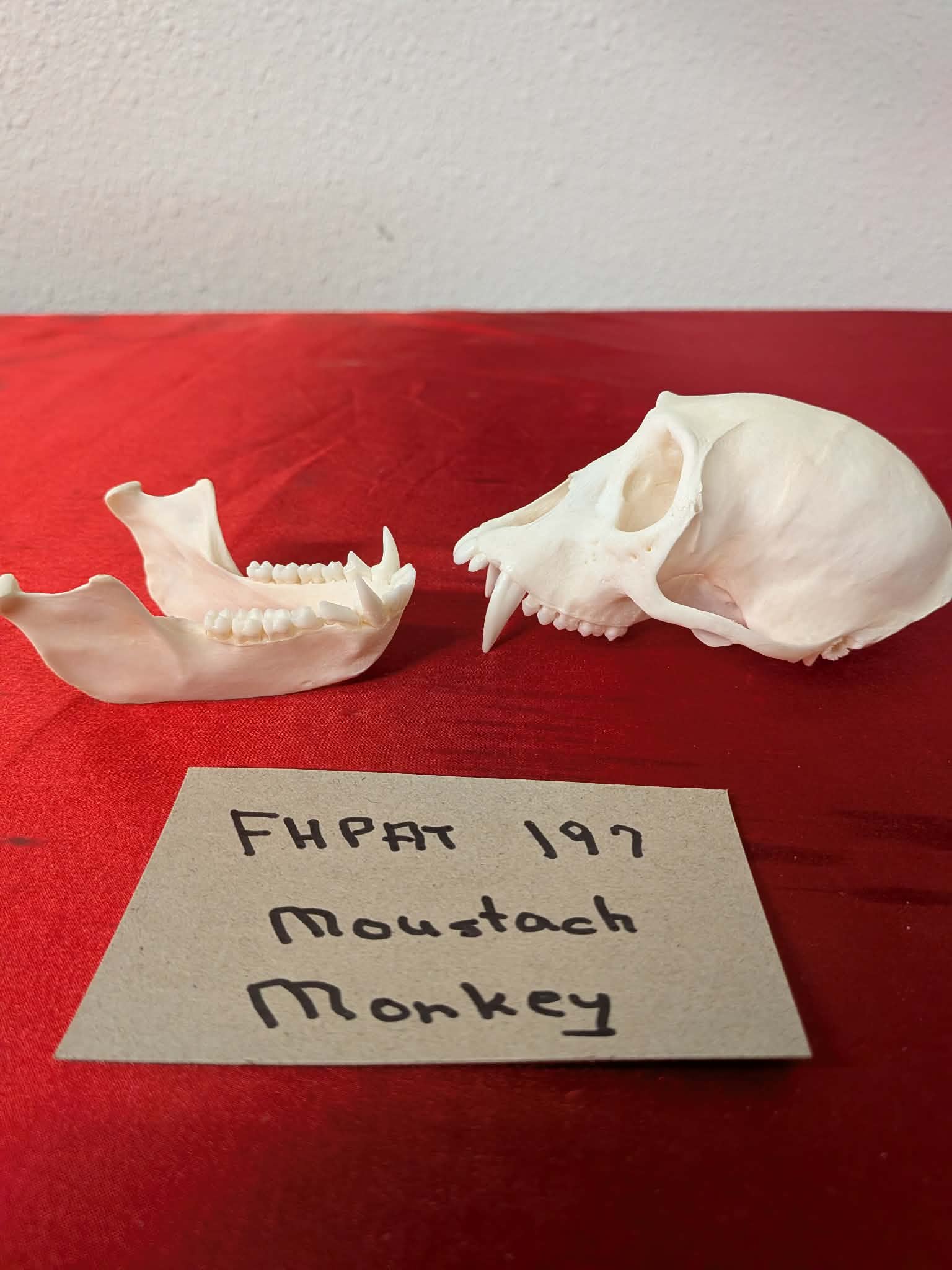 FHPAT197 - mustached real monkey skull
