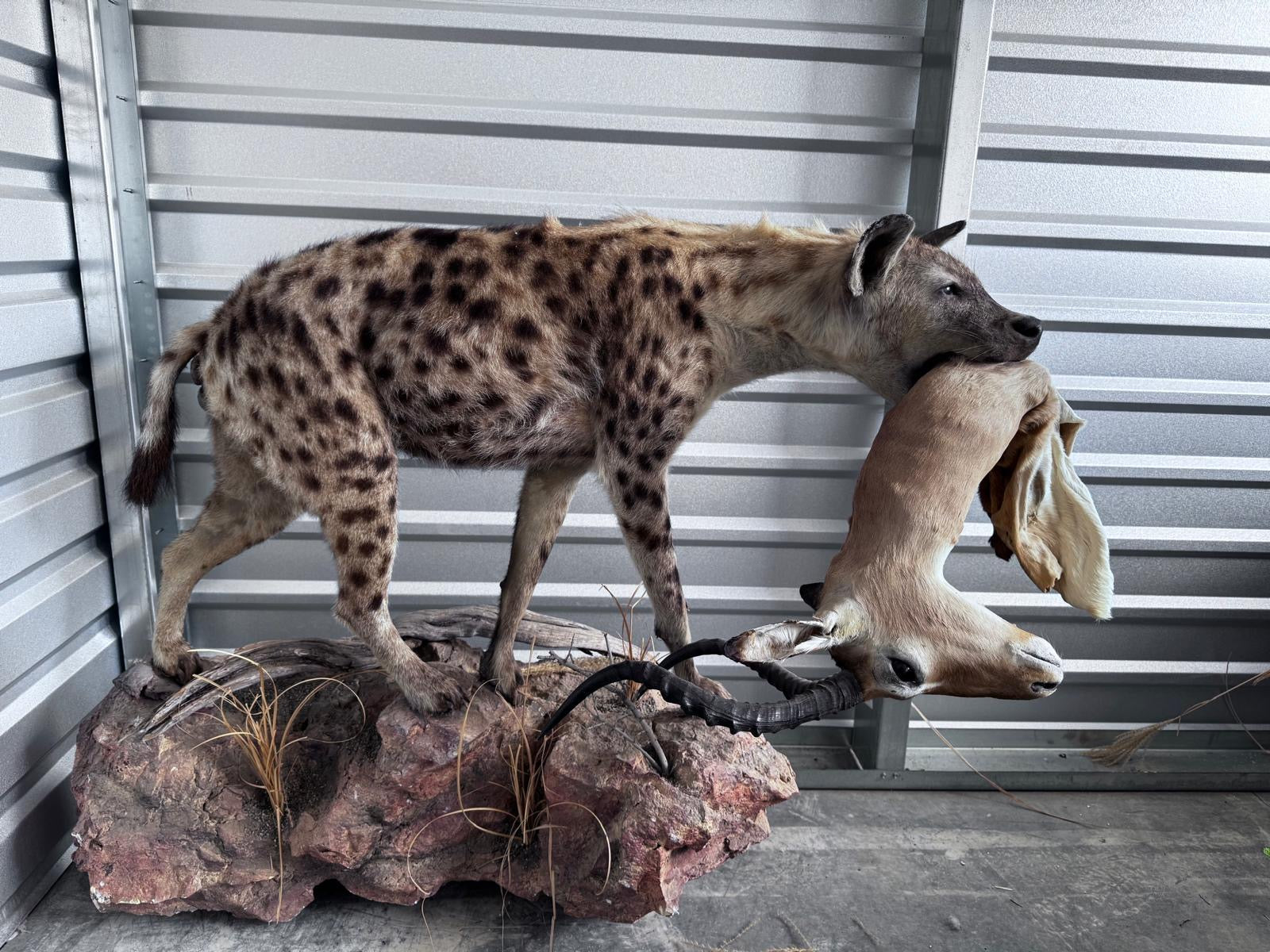 FH163-Spotted Hyena Life-Size Taxidermy African Safari With Prey