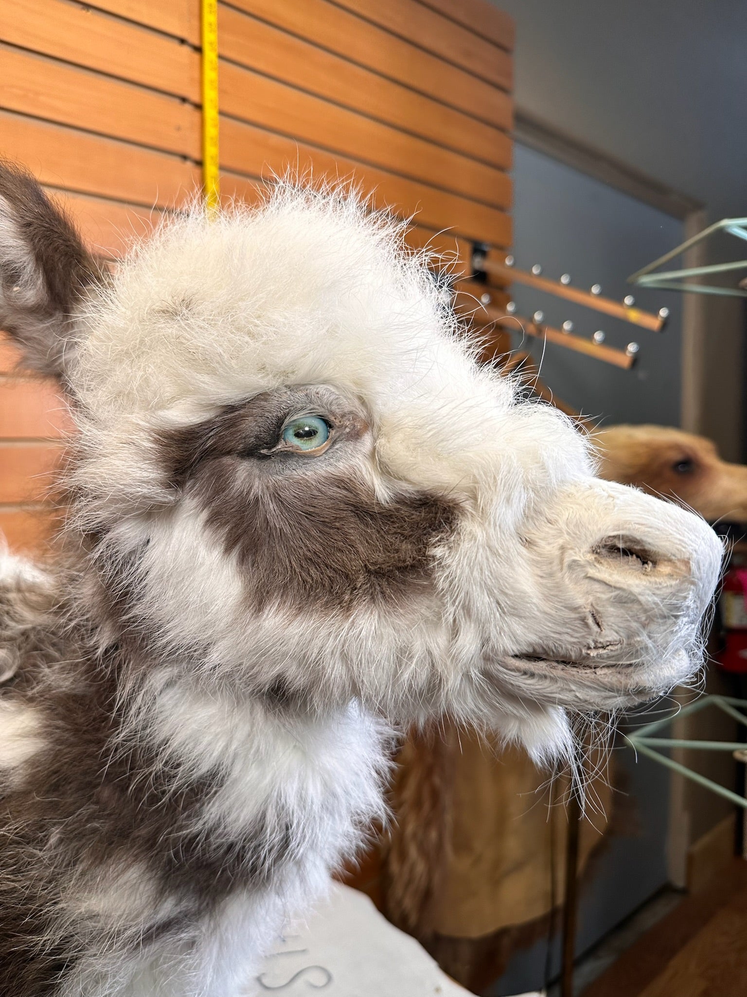 FH199-Rare Real Baby Donkey Taxidermy Mount - Not Posable
