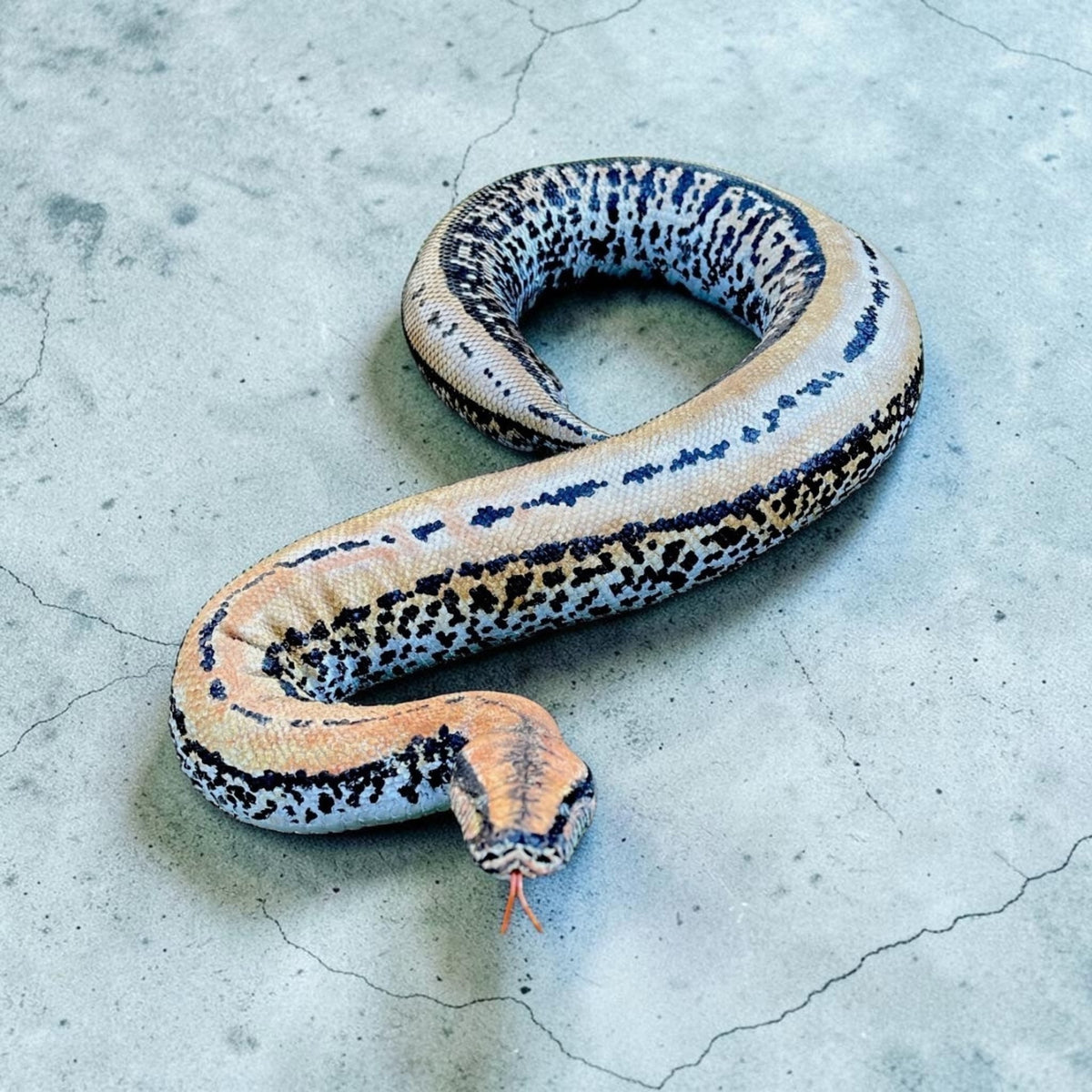 FHRBB07 - Taxidermy Sumatron blood python piebald snake