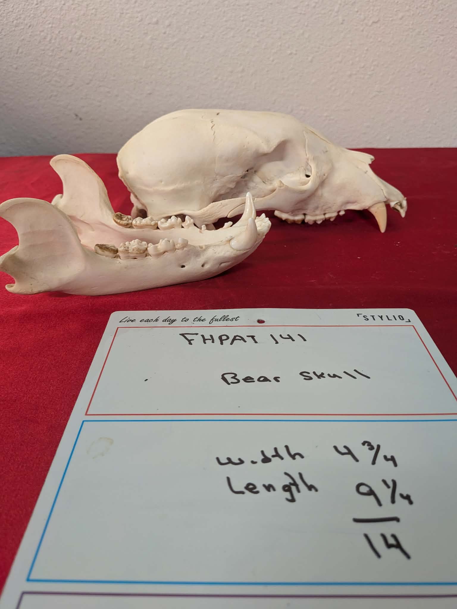 FHPAT141 -professionally cleaned black bear skull
