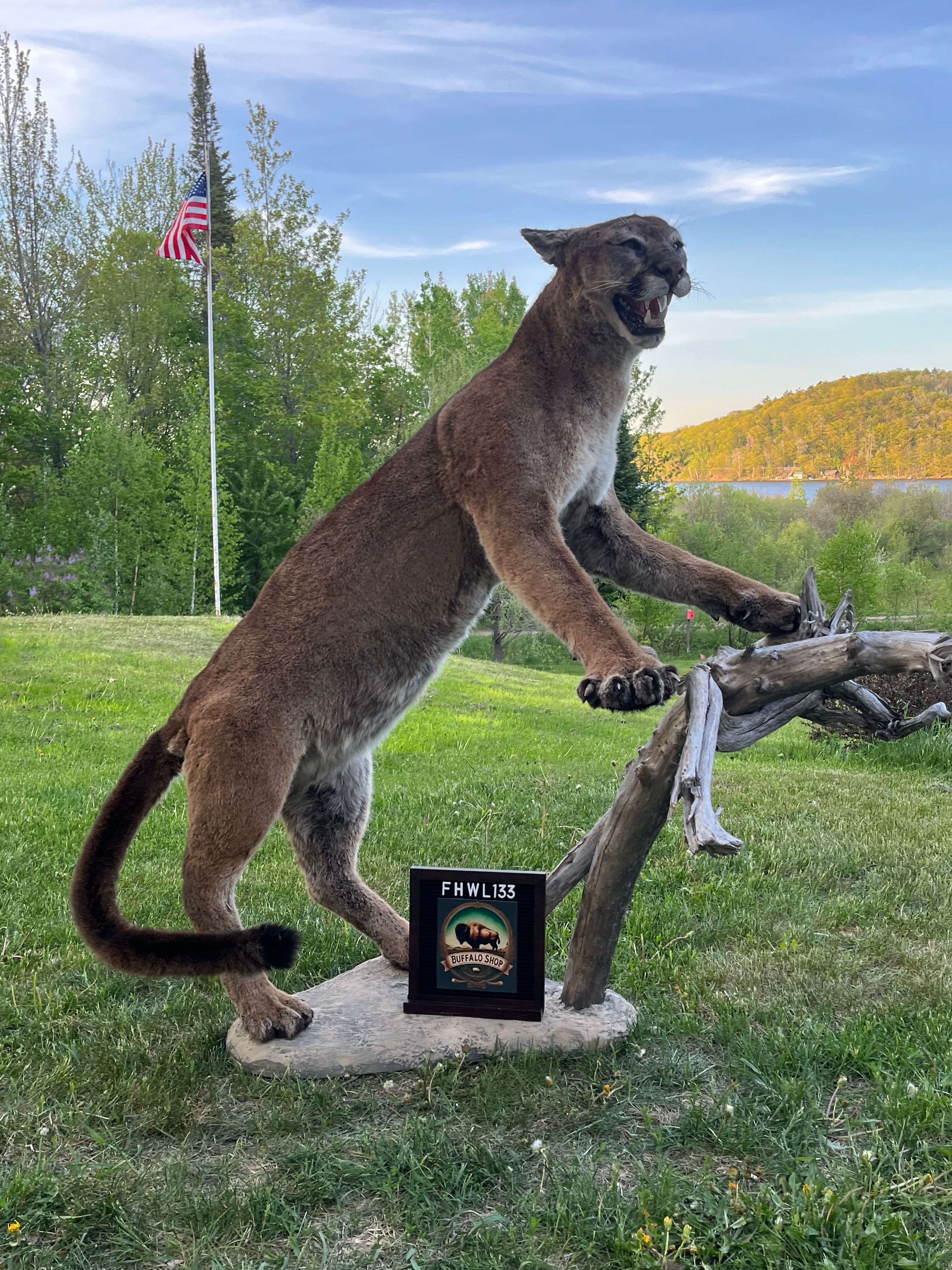 FHWL133 - massive Cougar aggressive Lifesize Taxidermy Mount