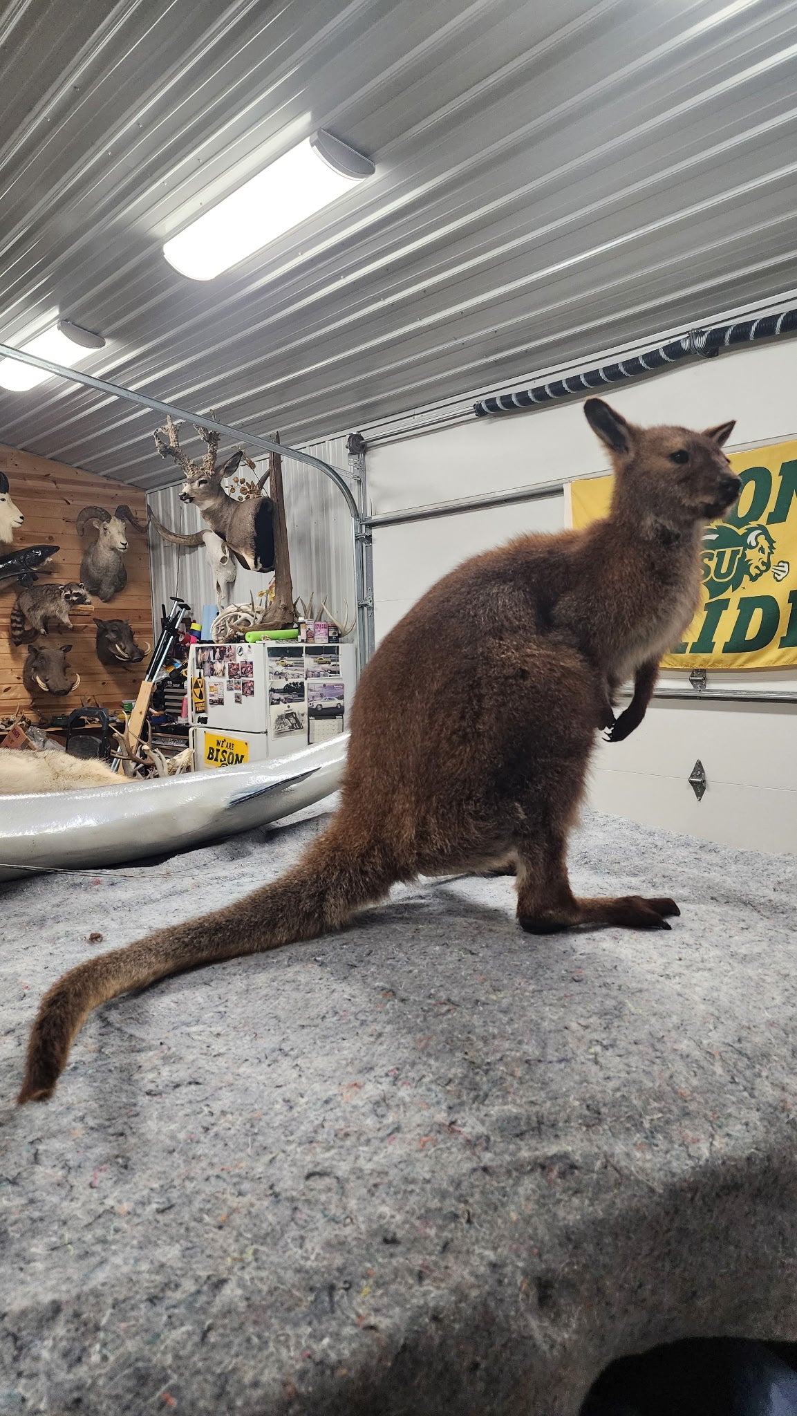 FHBRAD3 - wallaby Kangaroo Taxidermy Mount