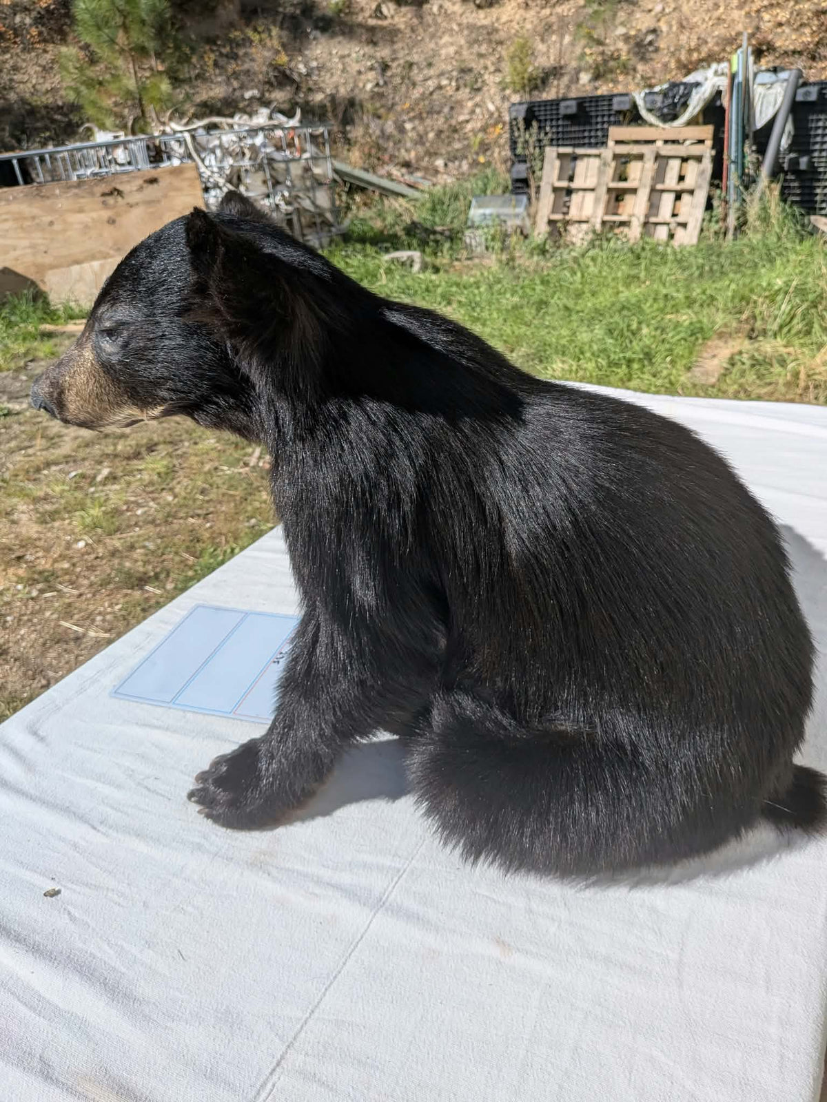 FHPAT235 -Baby Black Bear Cub Full Body taxidermy mount