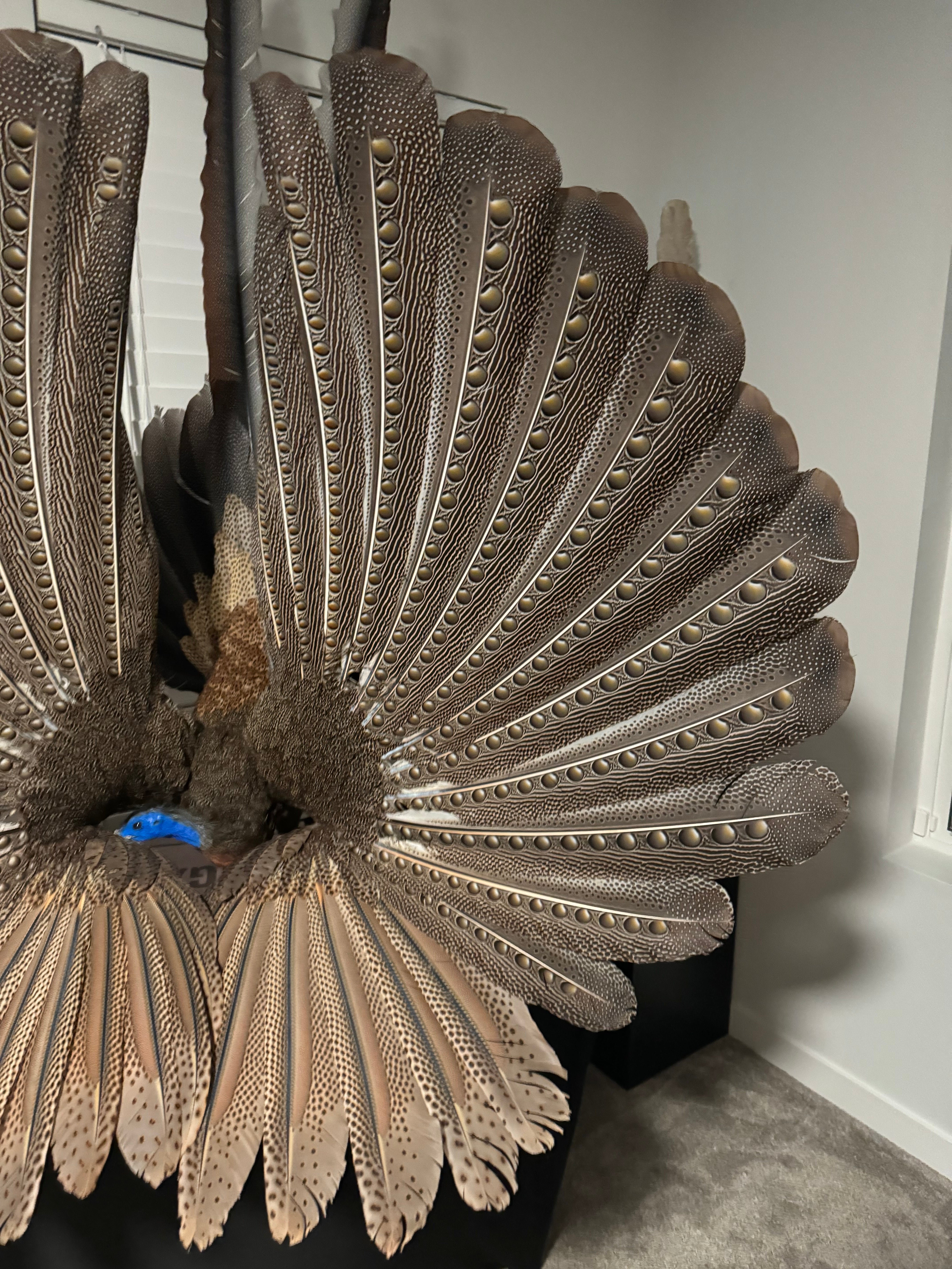 FHKY2 - Museum Quality Male Argus pheasant taxidermy mount