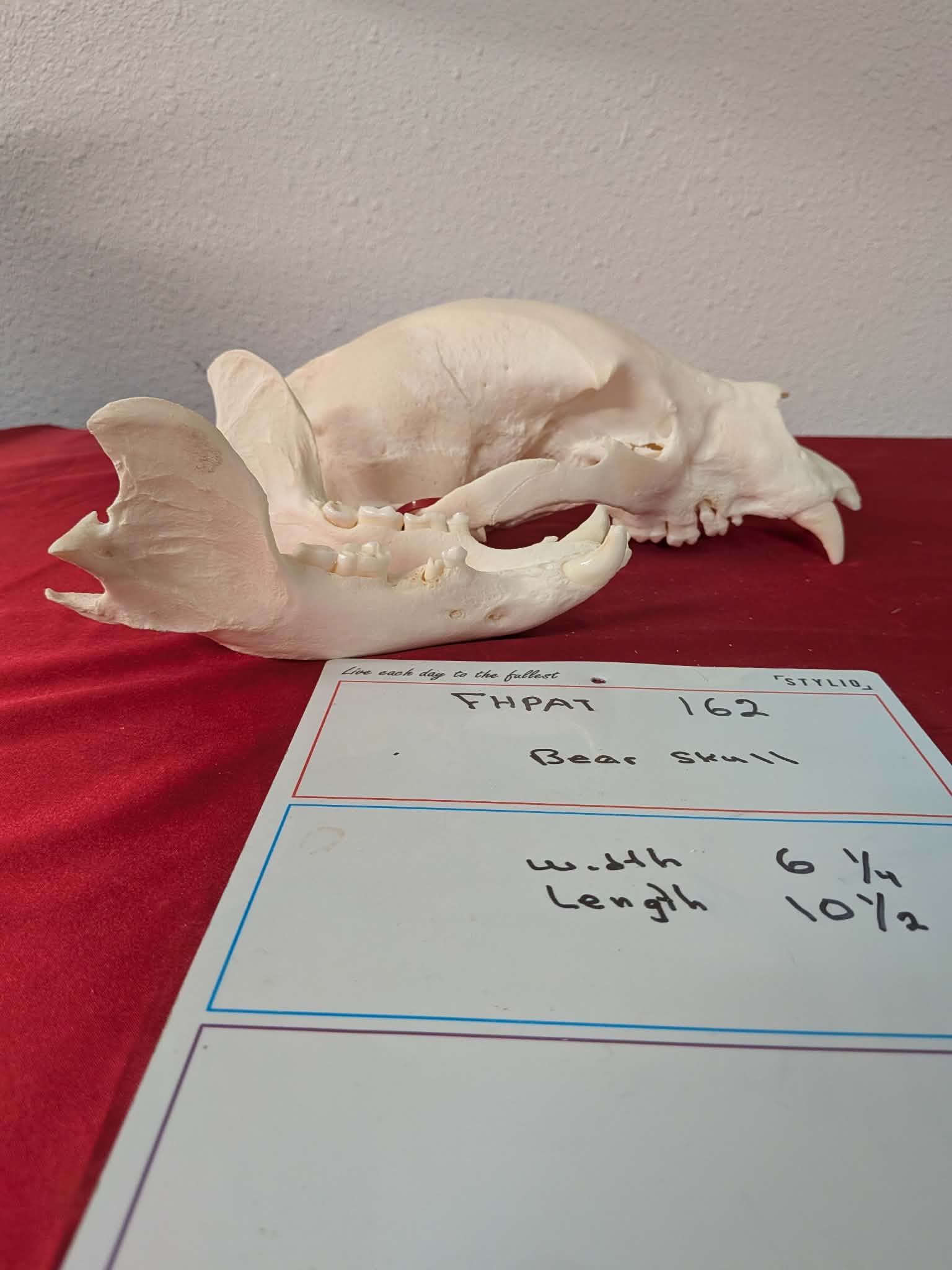 FHPAT162 -professionally cleaned black bear skull