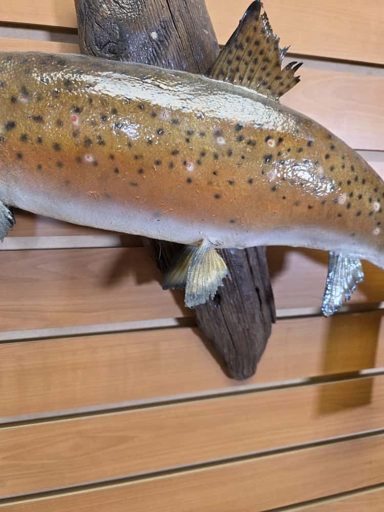 FHCM6292 -22" Brown Trout Real Skin Fish Taxidermy