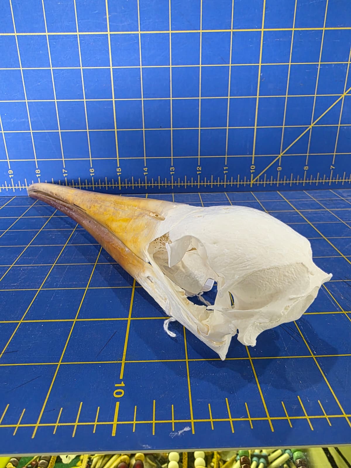 JTV201 - Real Yellow-billed stork Bird Skull Taxidermy