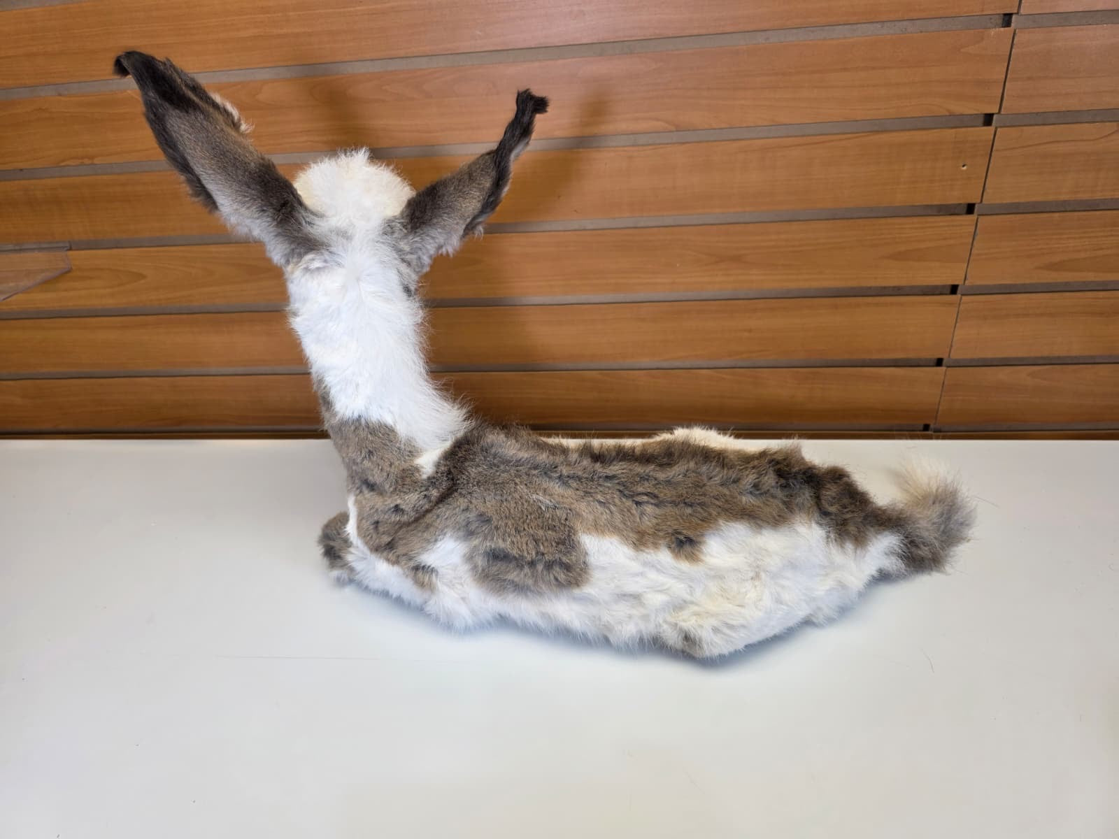 FHDM1 - Rare Real Baby Donkey Taxidermy