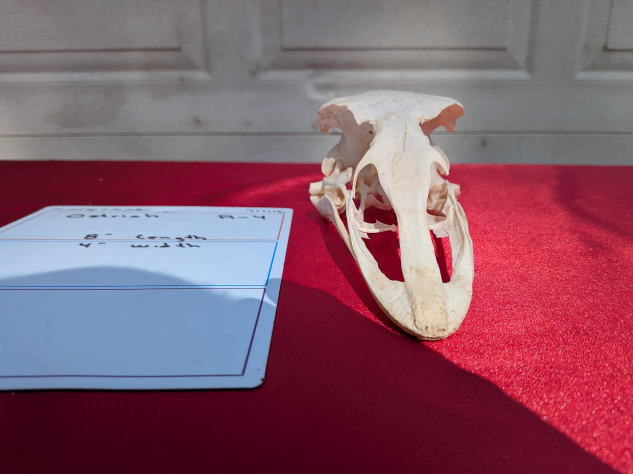 FHPATR4 - ostrich real skull taxidermy mount