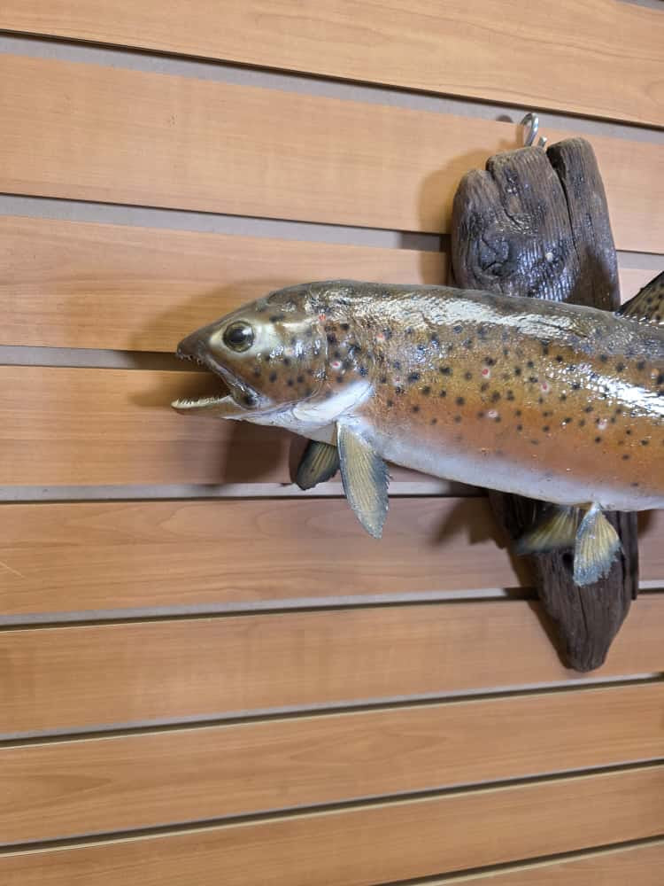 FHCM6292 -22" Brown Trout Real Skin Fish Taxidermy