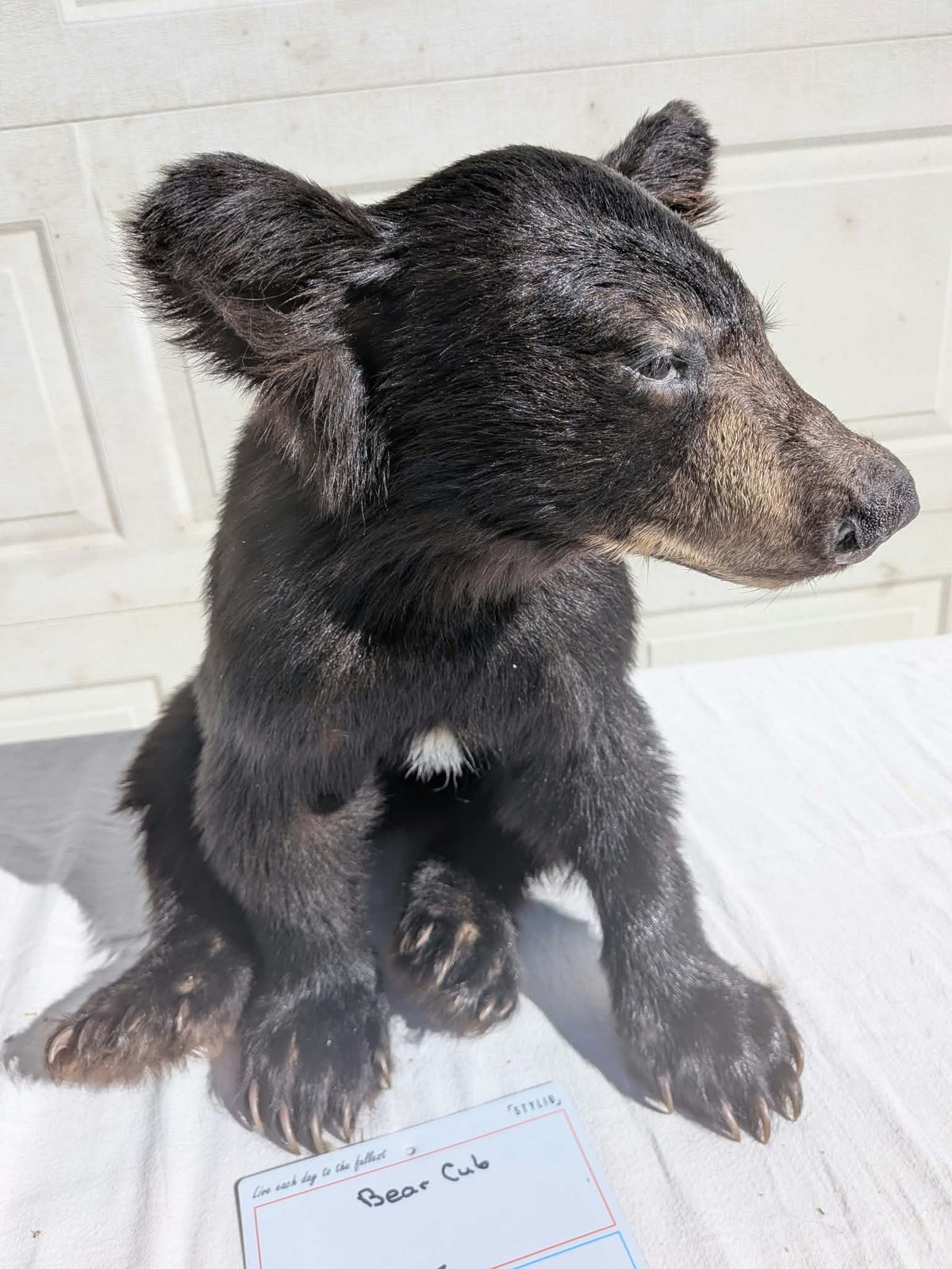 FHPAT235 -Baby Black Bear Cub Full Body taxidermy mount