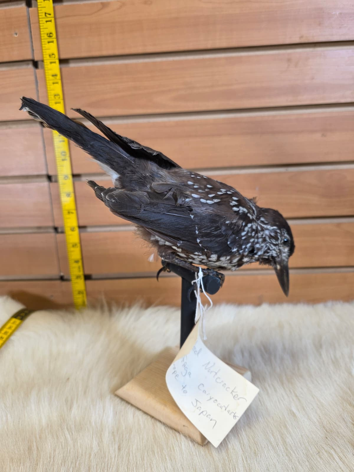 JF8 - Spotted Nuthatch taxidermy bird mount