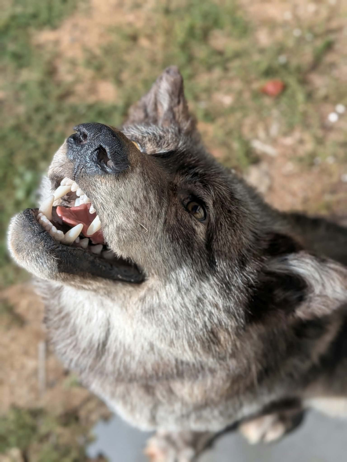 FHPAT247- Beautiful Alaskan Wolf Lifesize Taxidermy Mount