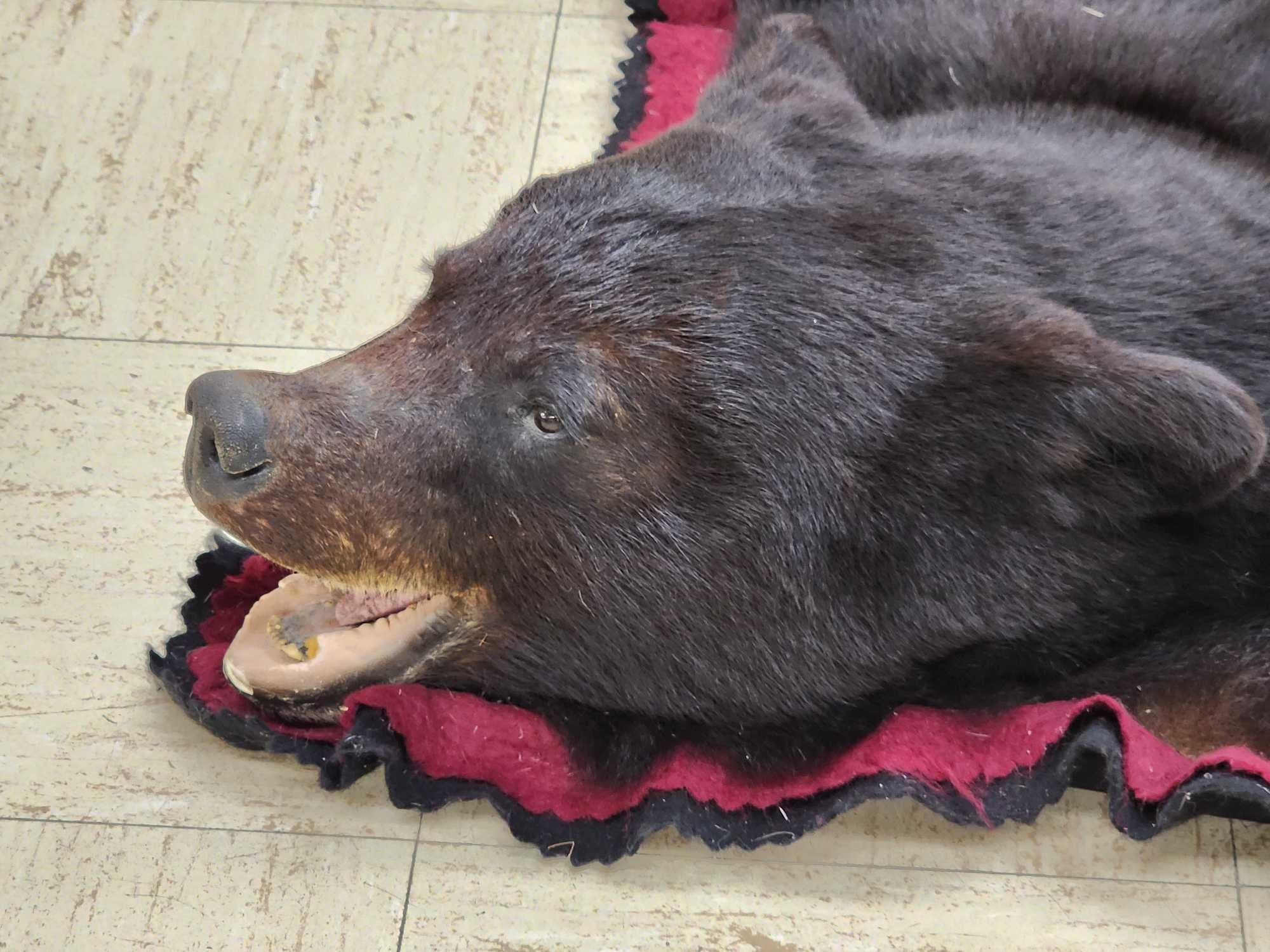 FHCM50 - premium Black Bear Rug Taxidermy