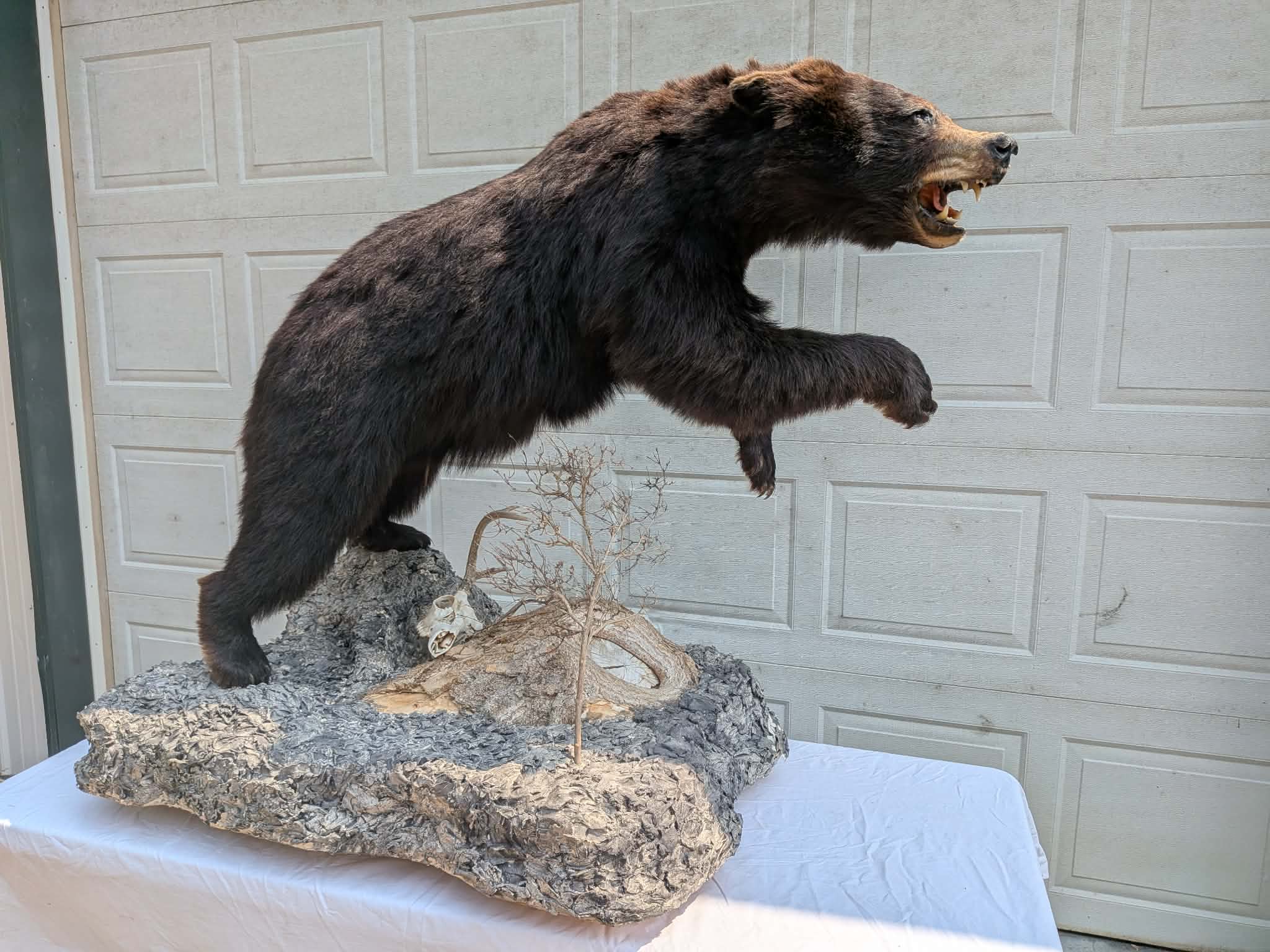 FHPATBE22 - full body black bear taxidermy