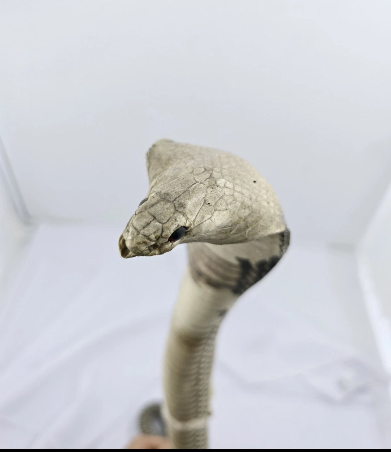 FHCOB0724 - 24” Real Cobra Taxidermy Snake Mount
